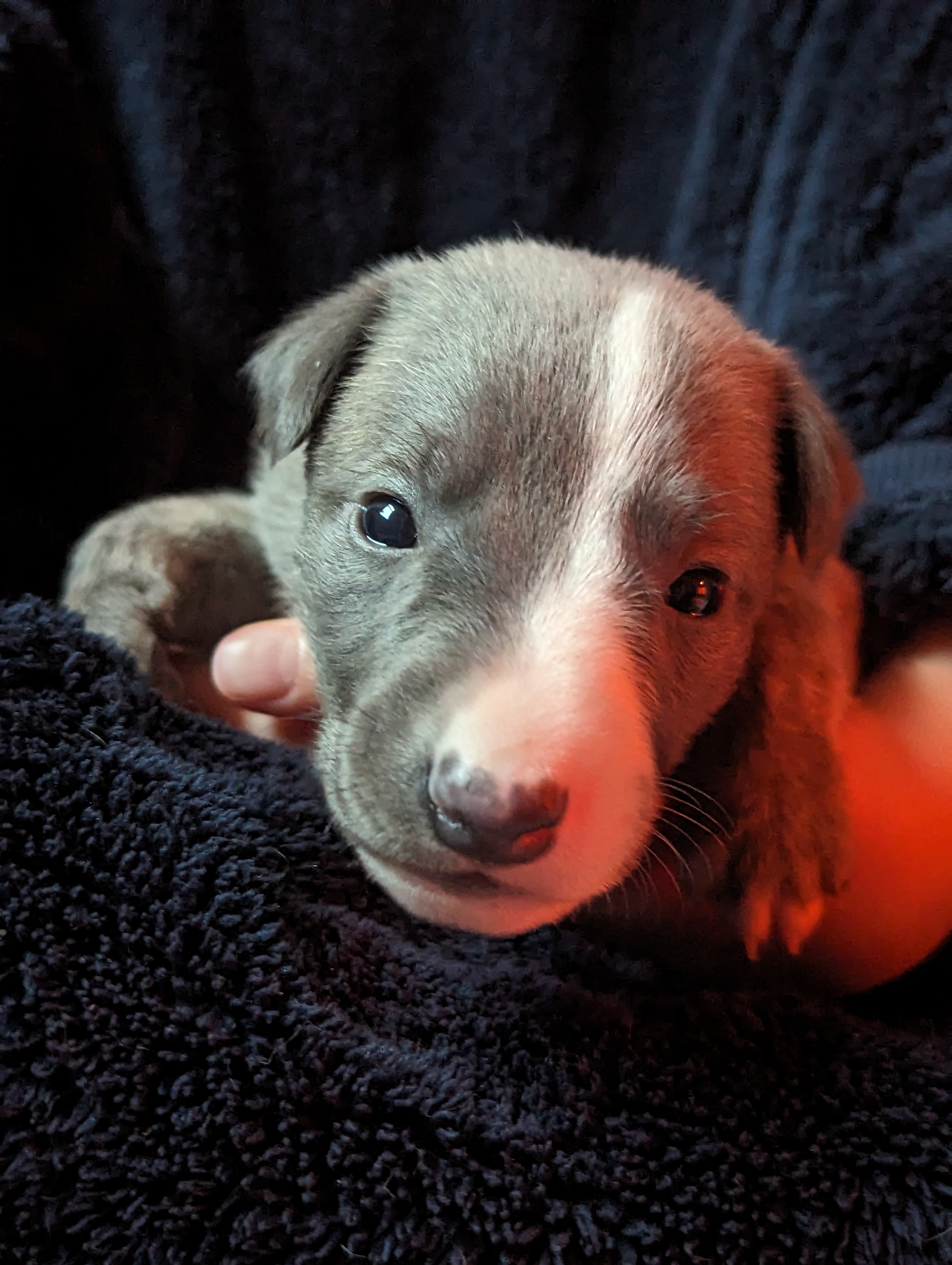 Puppy 4 weeks old