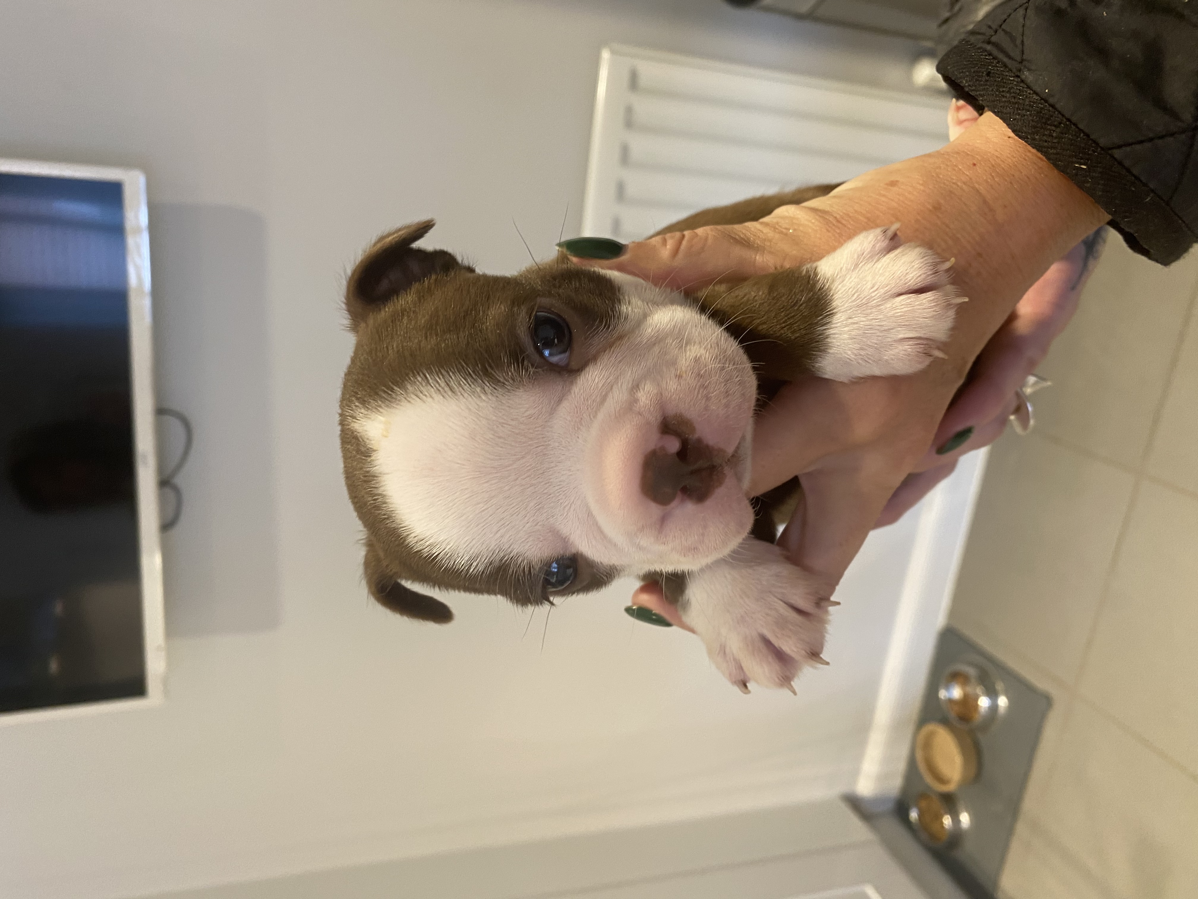 Male Red/white Boston Terrier