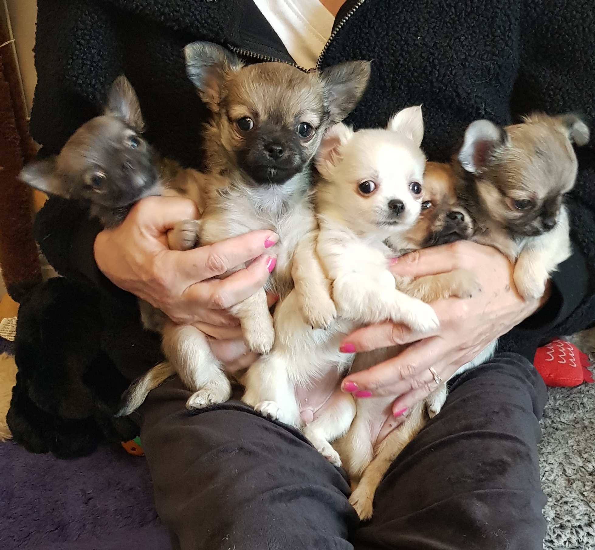 The whole litter 