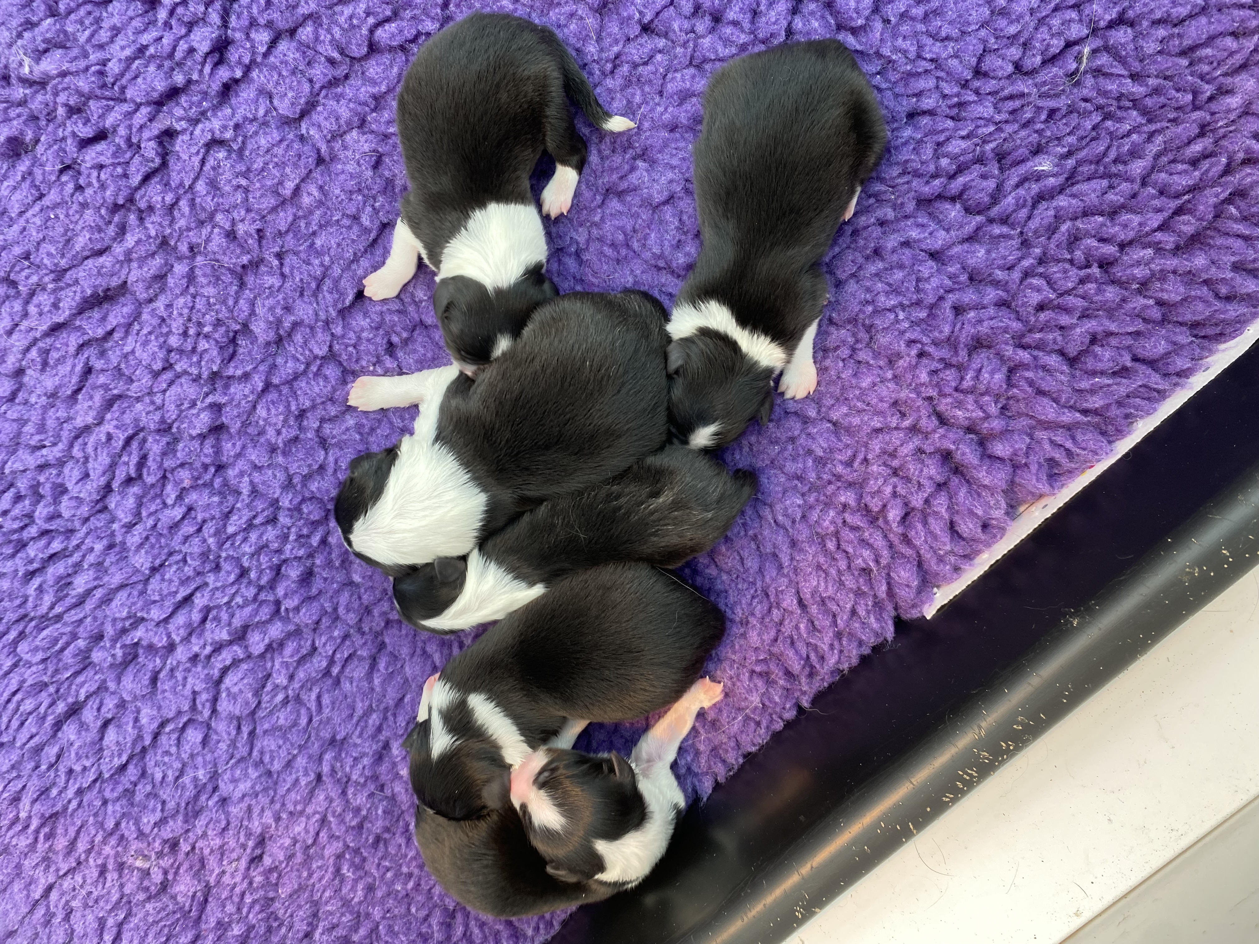 Betty’s litter at 1 day
