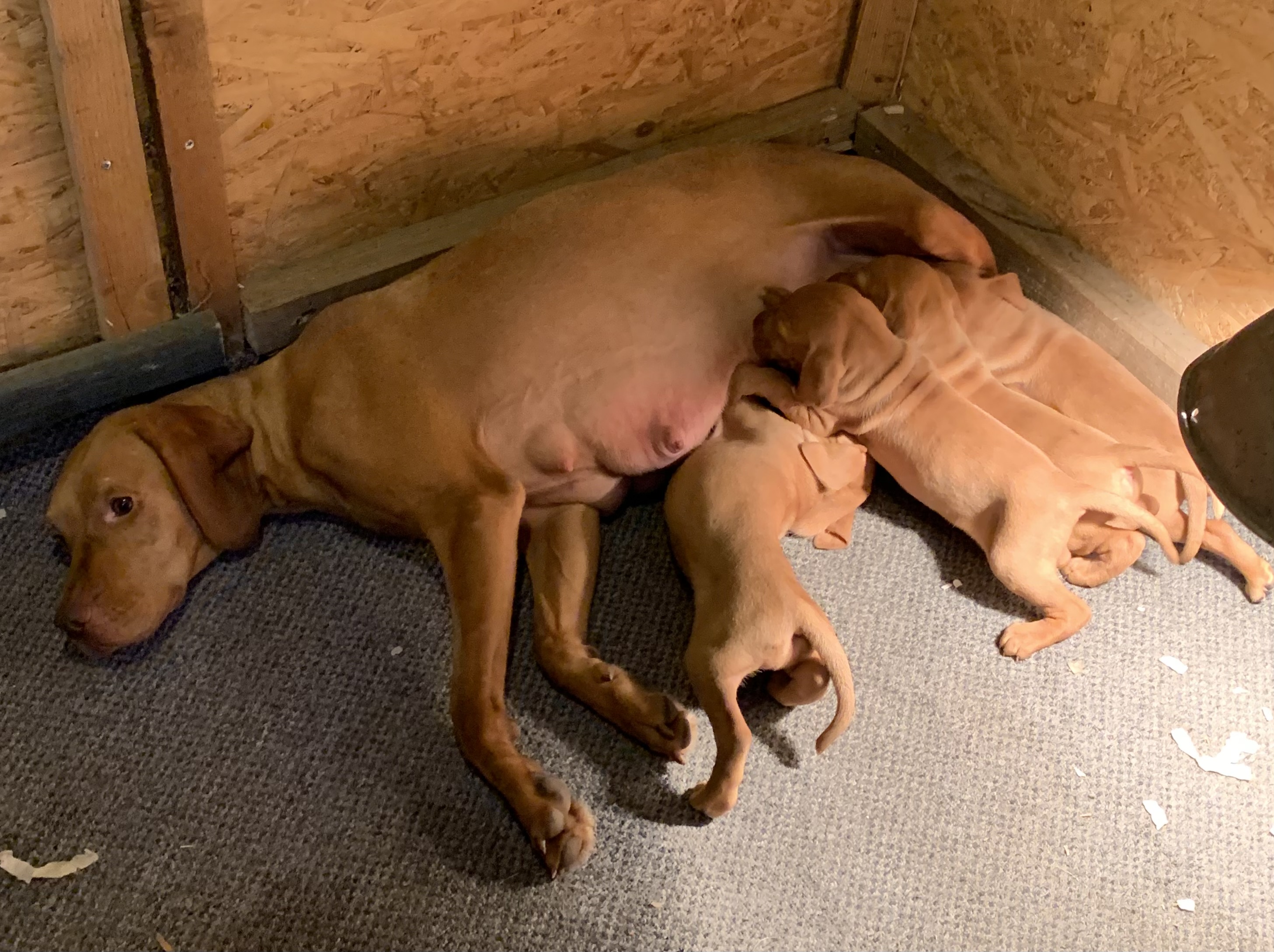 Mum with pups