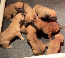 pups at 3 weeks