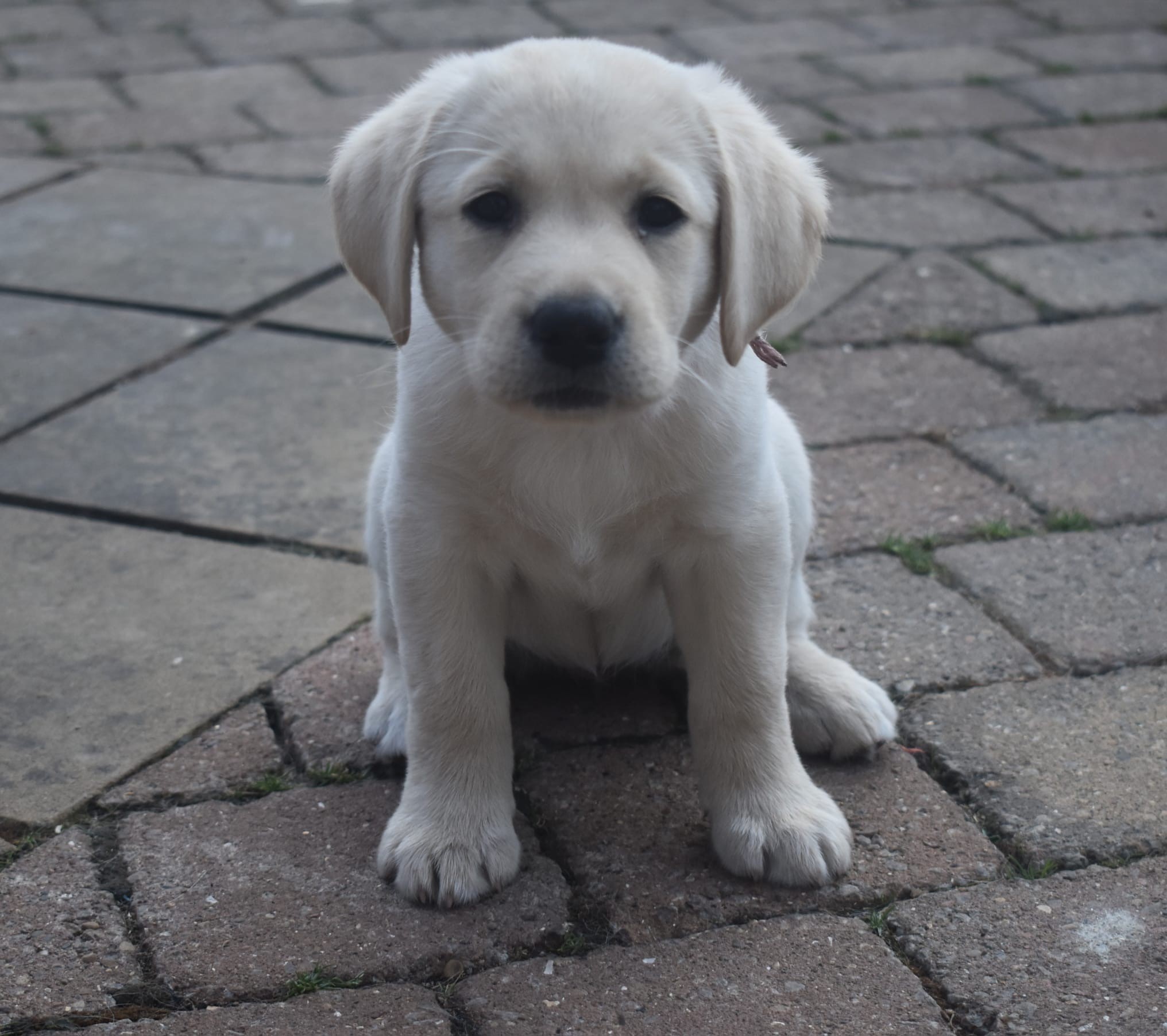 Miss Pink (Darcy) delightful little pup, full of fun!