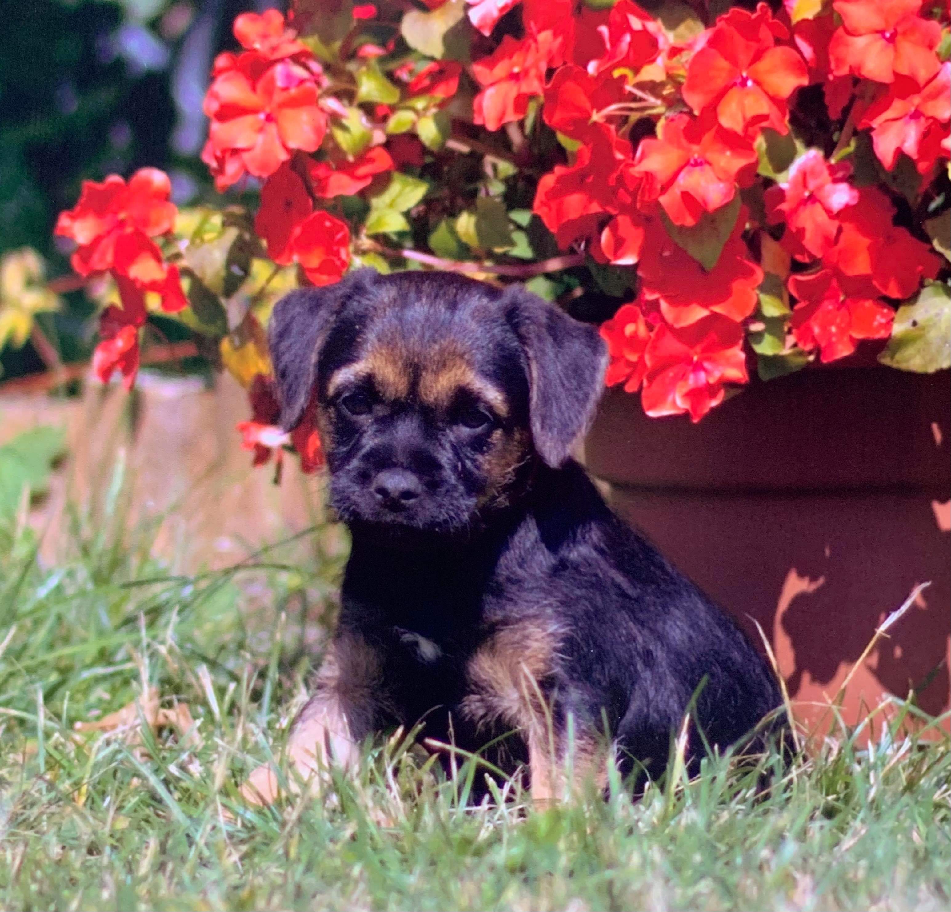 Beautiful KC Reg. Blue and Tan Border Terrier female