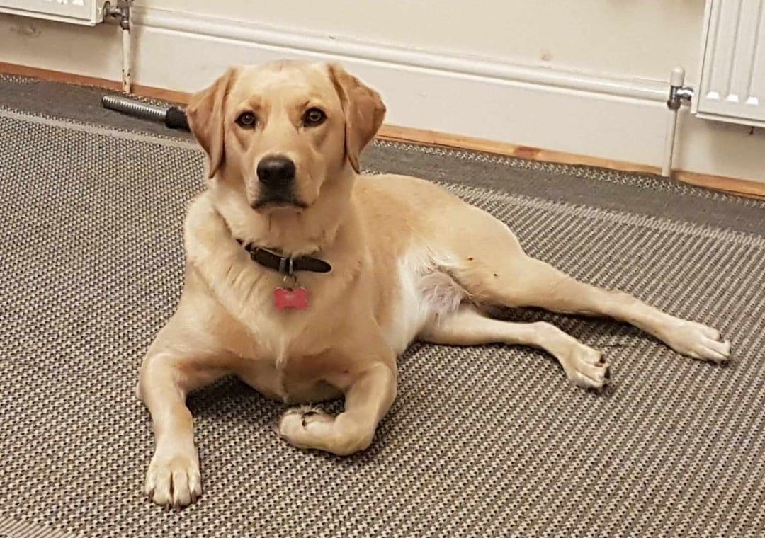 mum Maisie, working therapy dog and family pet