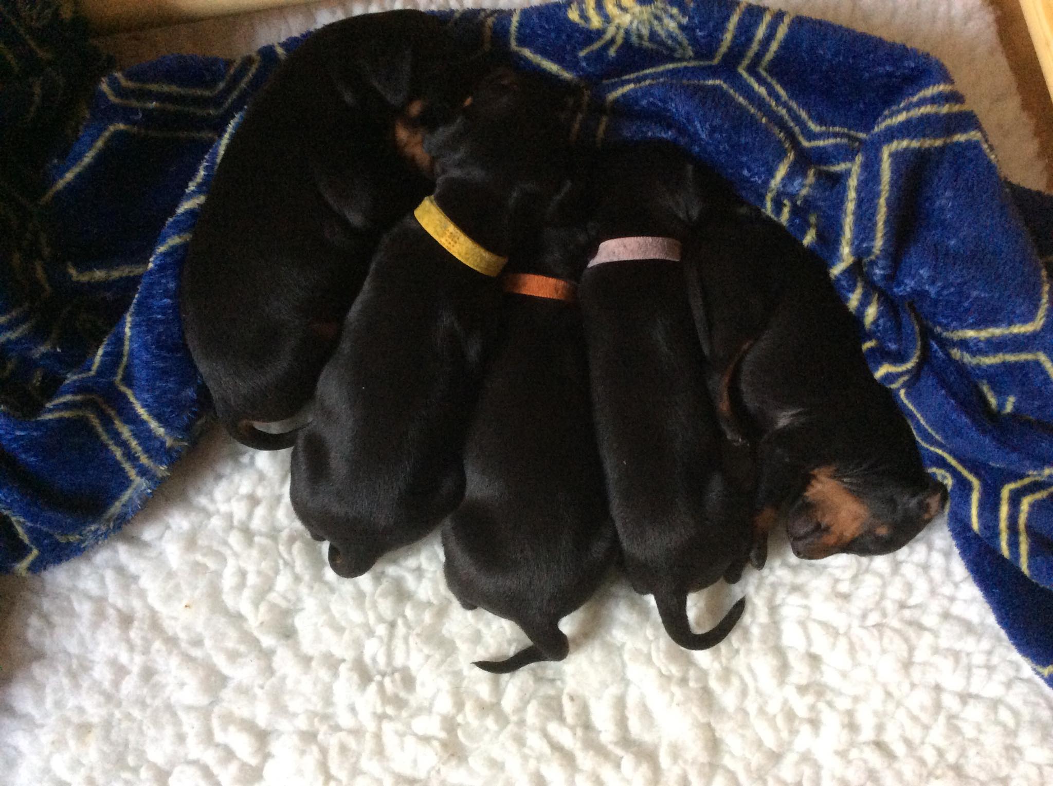Gener's Puppies