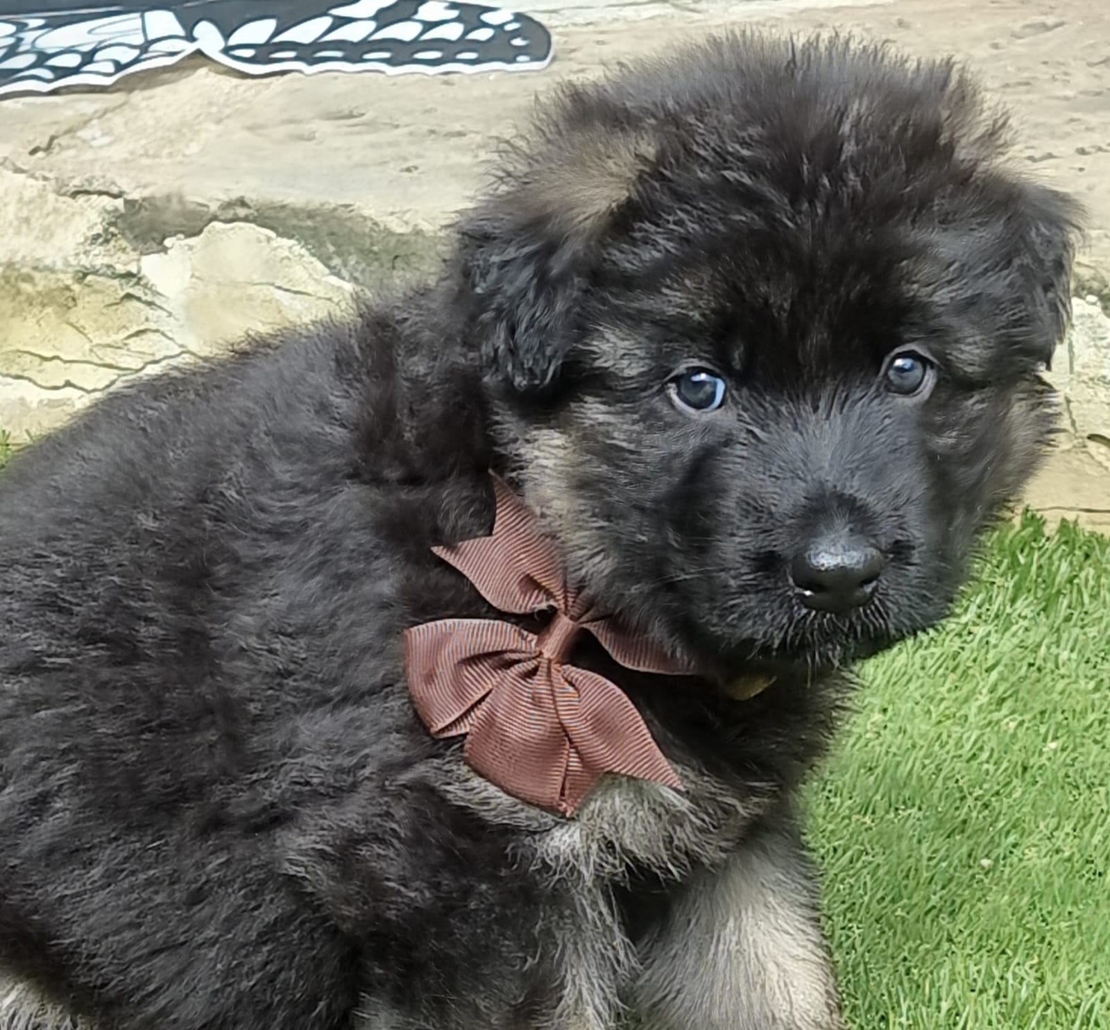 Black and tan puppy