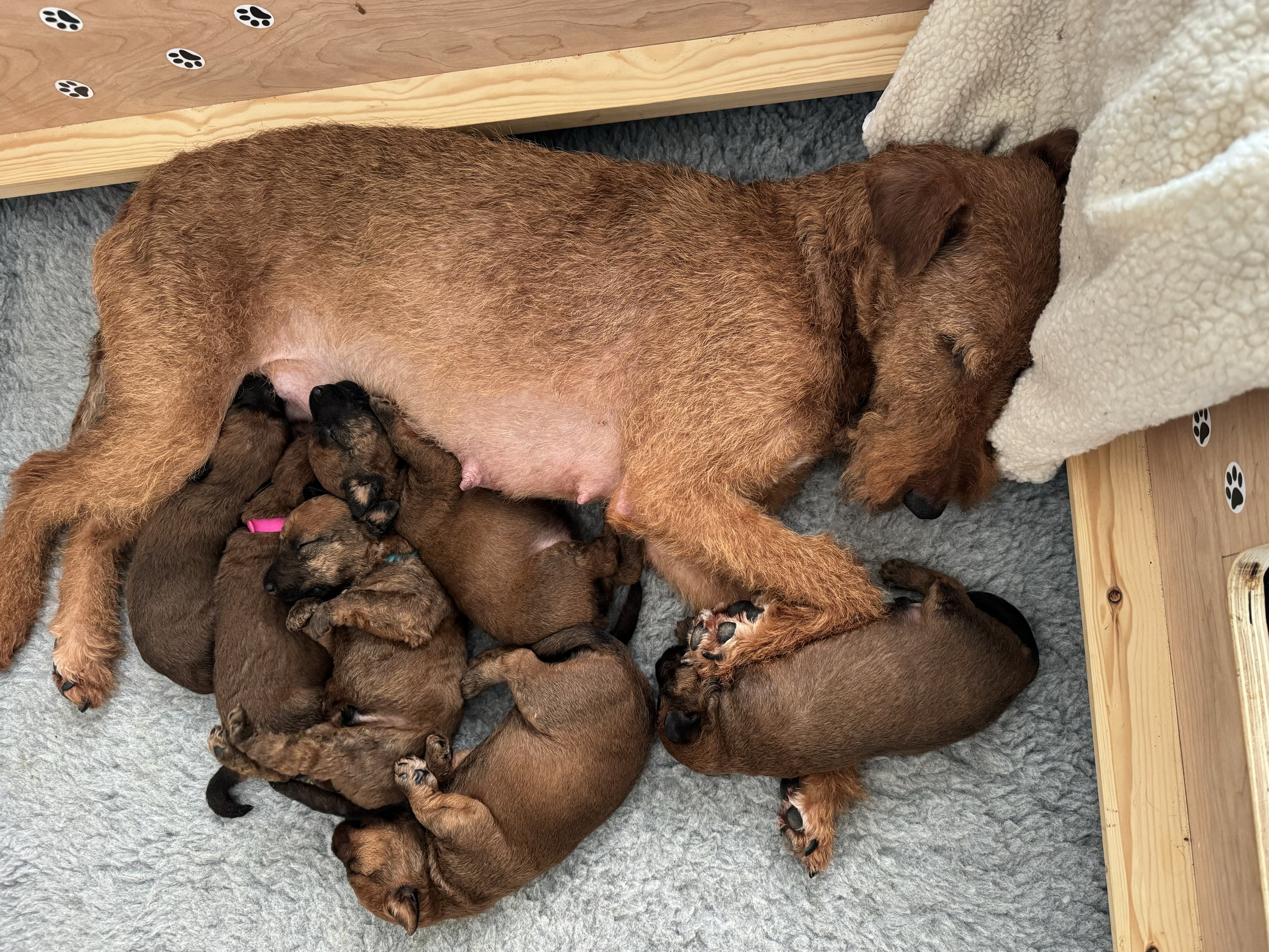Mother and her puppies