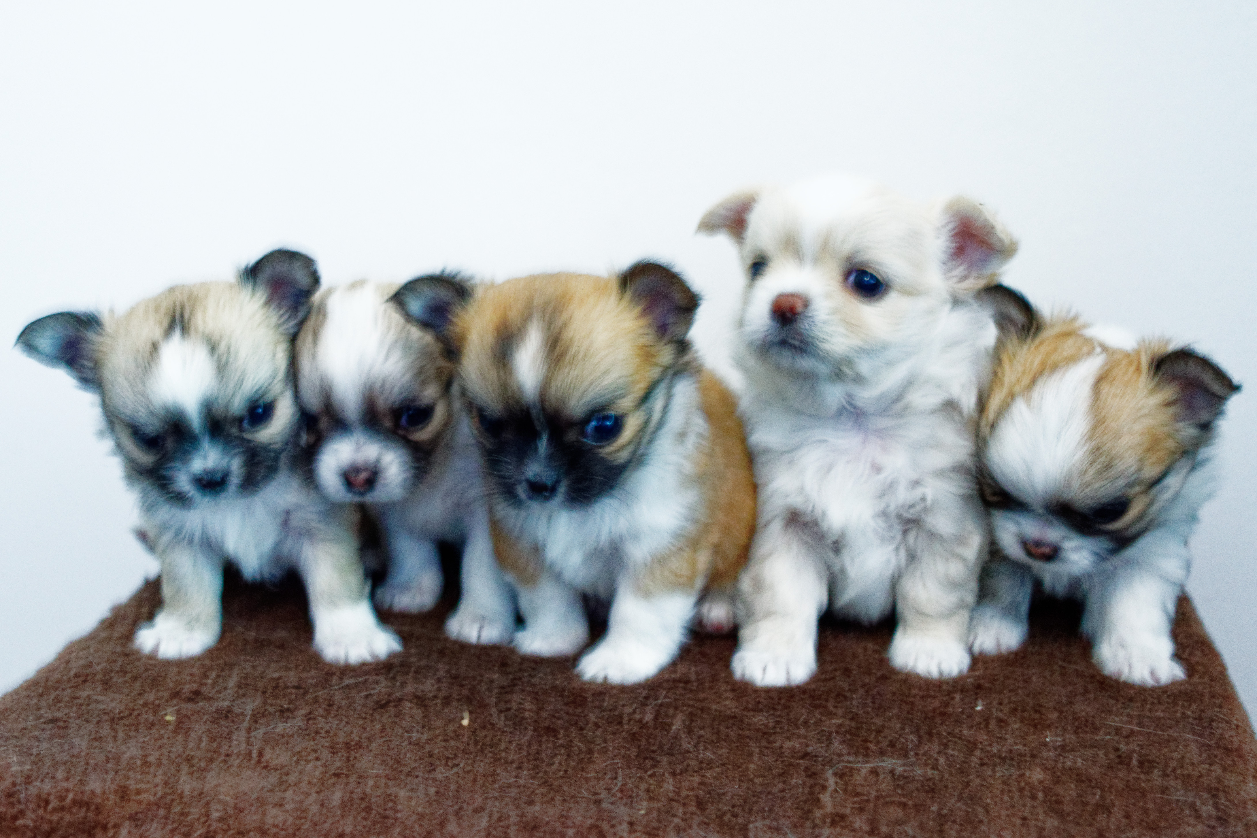 Beautiful Long Haired Chihuahua Pups!