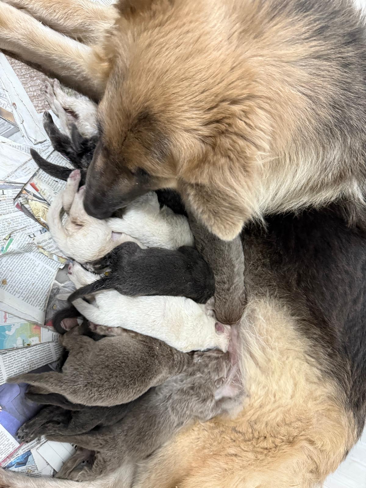 Sersi with her puppies