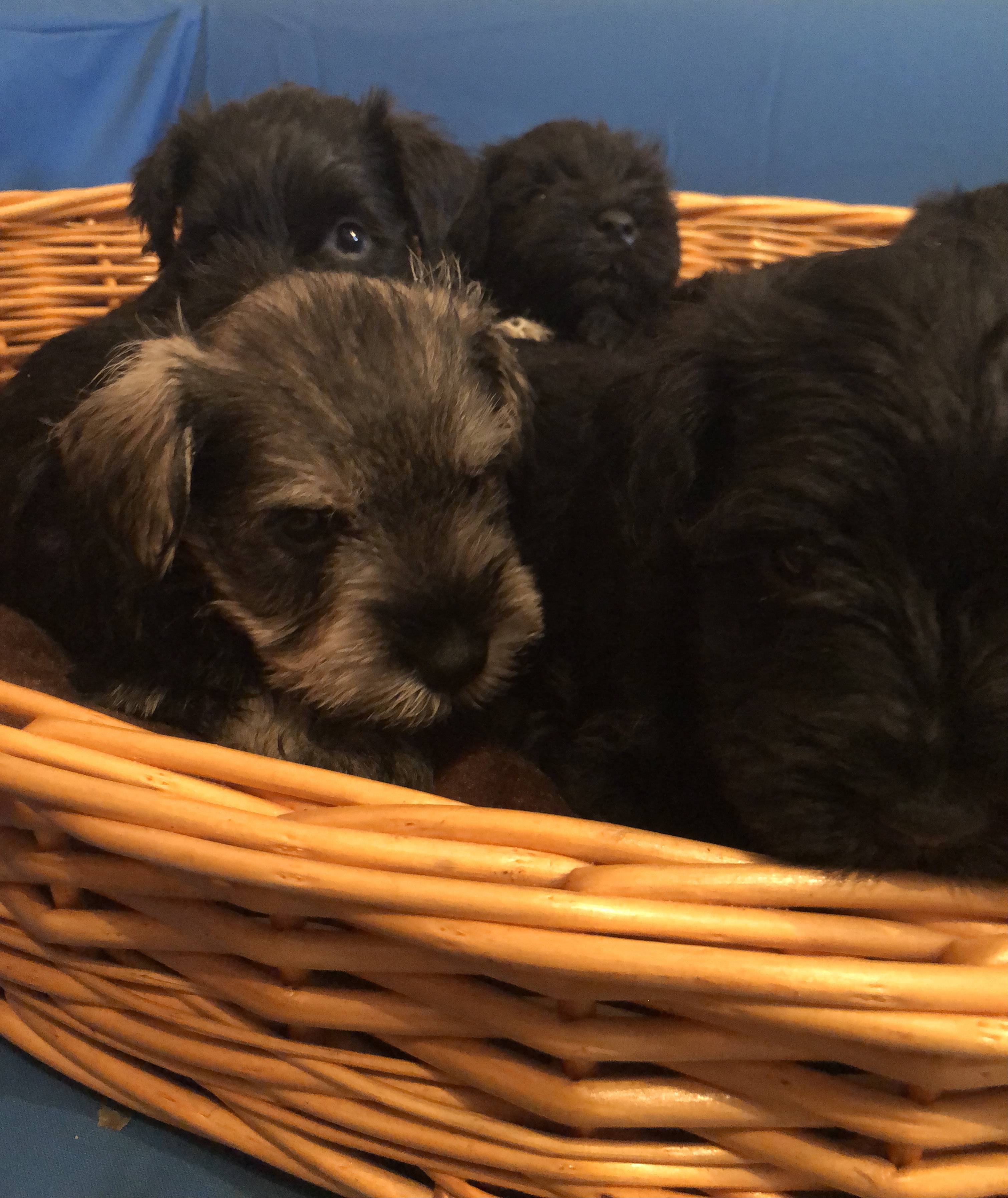 Stunning Litter of Black and Black and Silver Miniature Schnauzers