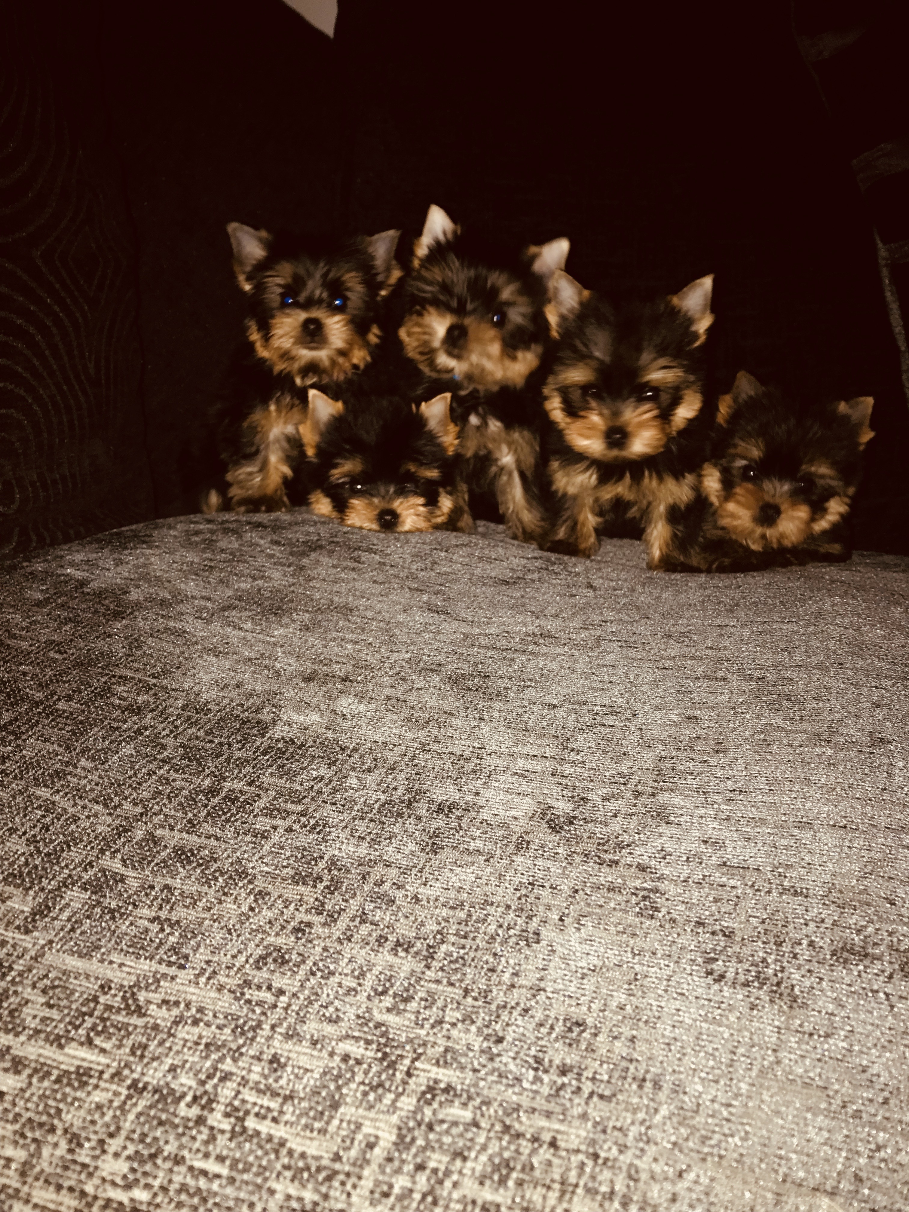 Our beautiful litter