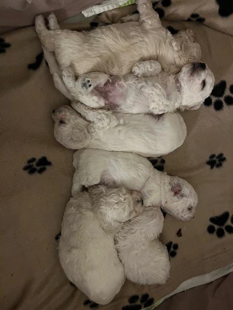 Puppies 4 weeks old