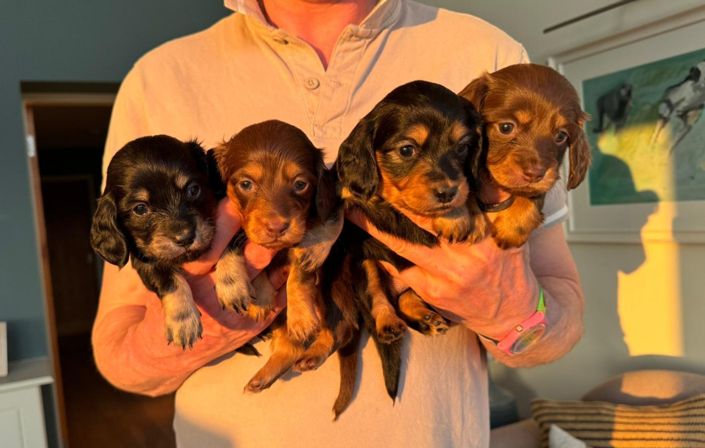 Pups at 3.5 weeks