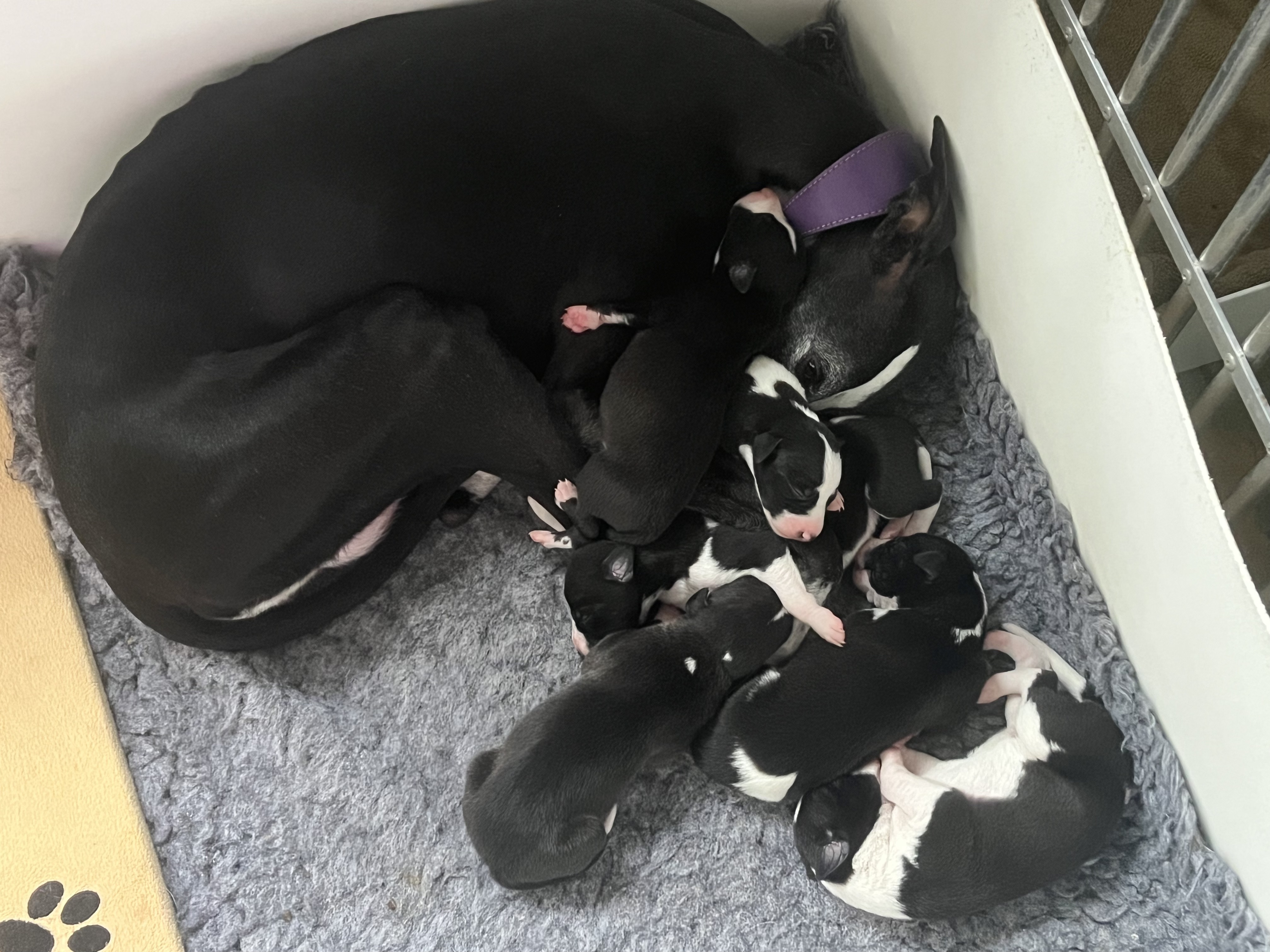 Heidi & Her Six Pups - 5 Days Old