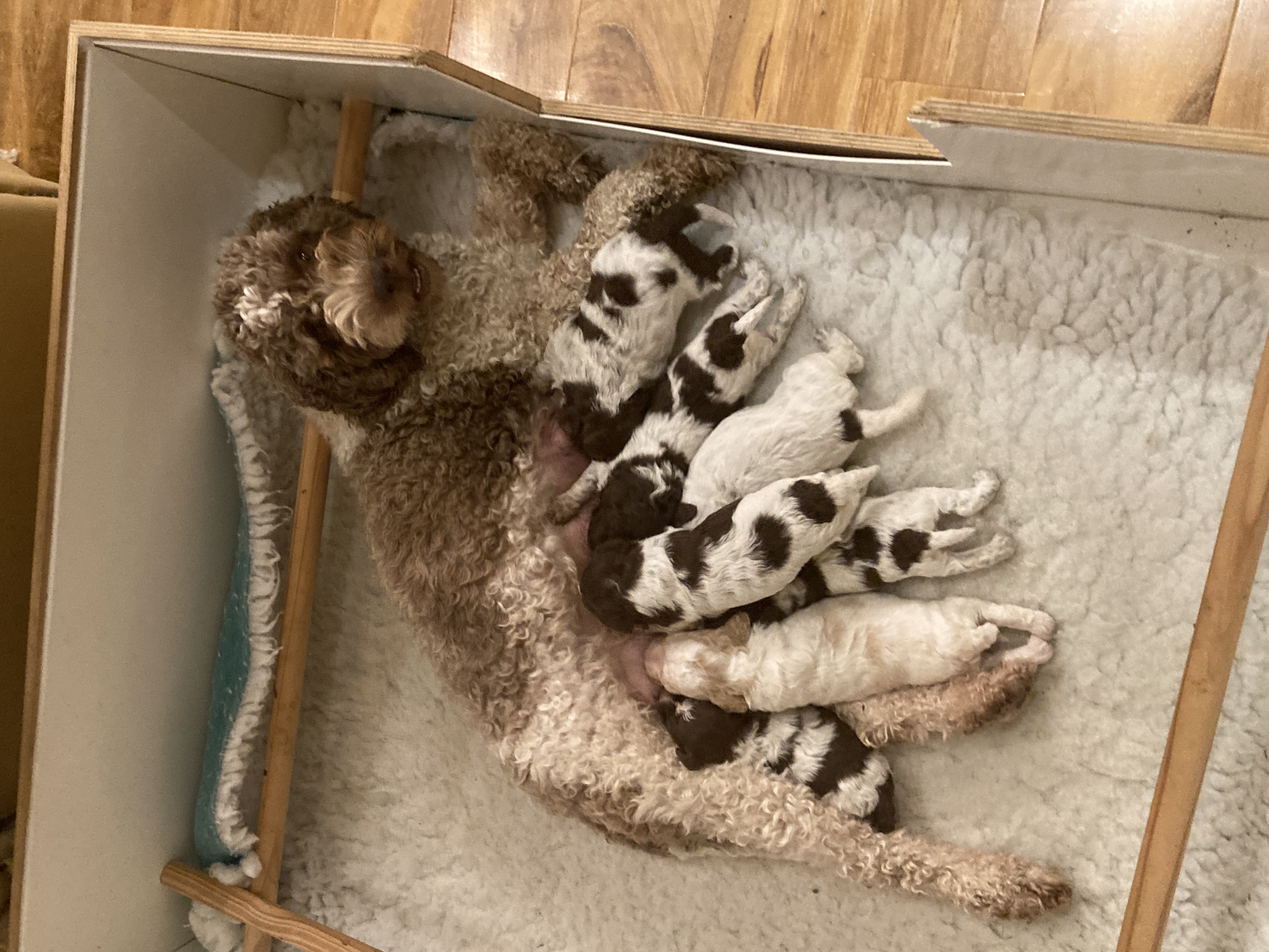 MUM AND PUPS