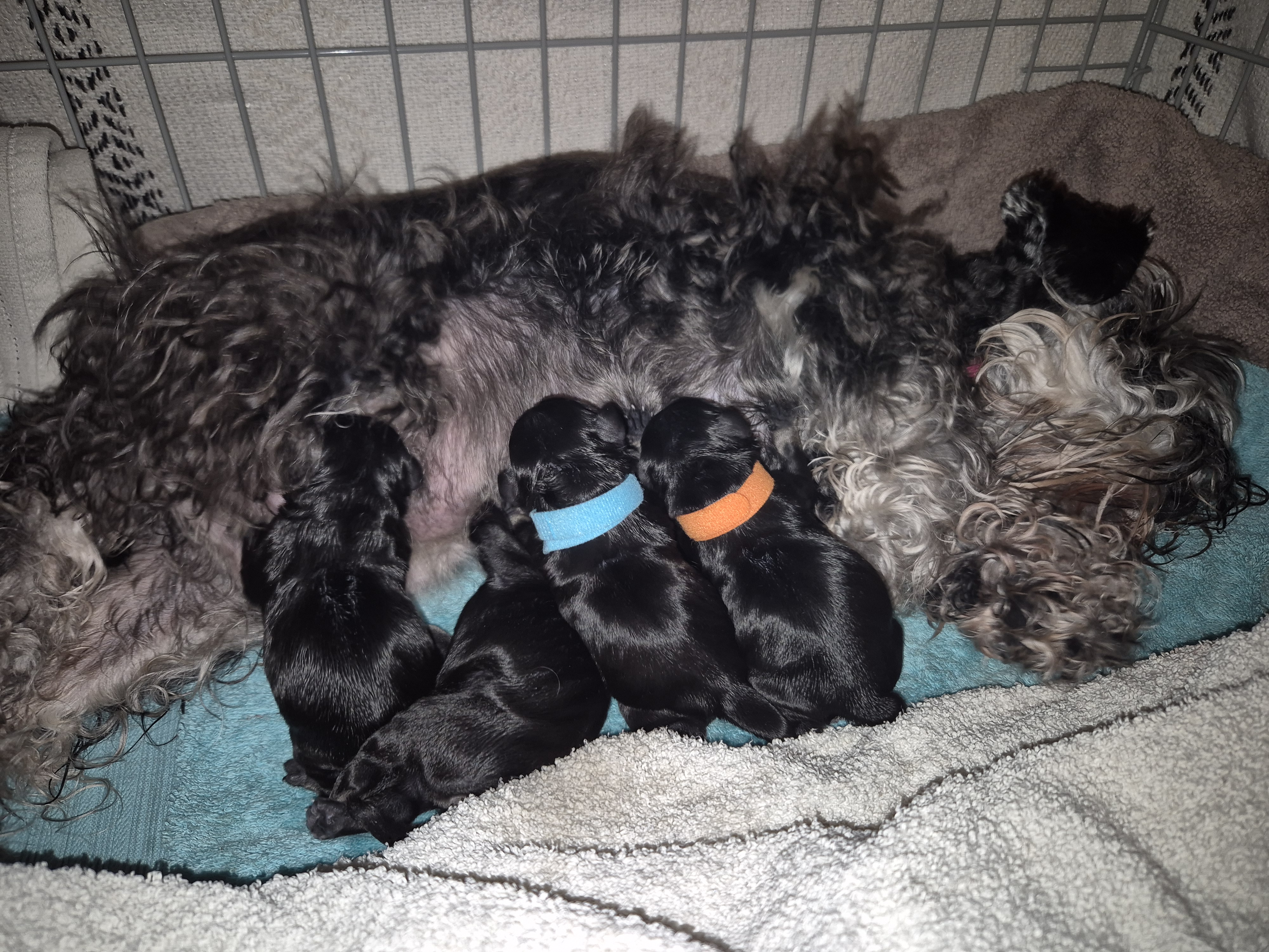 Rosie with puppies.