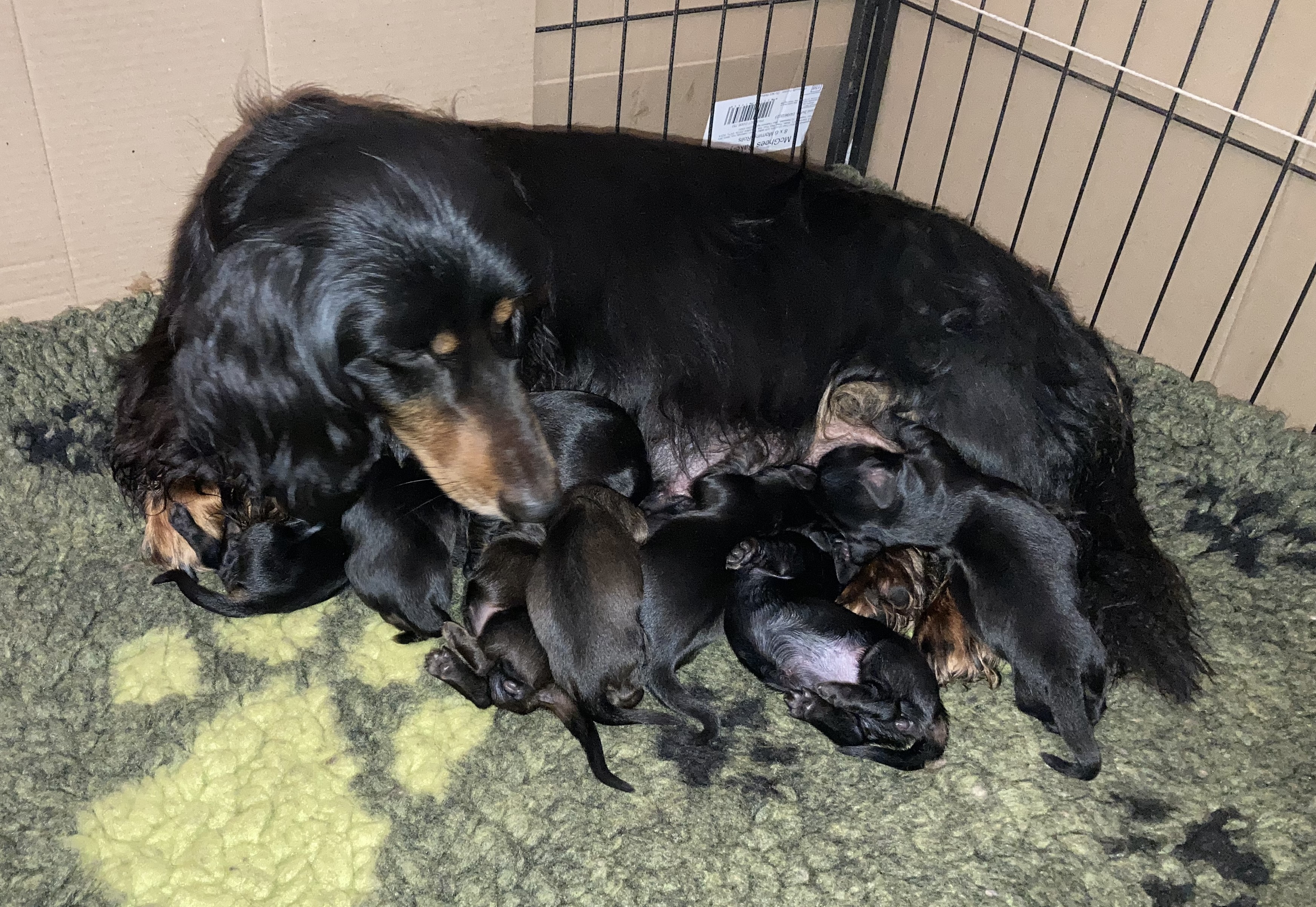 Puppies when recently born