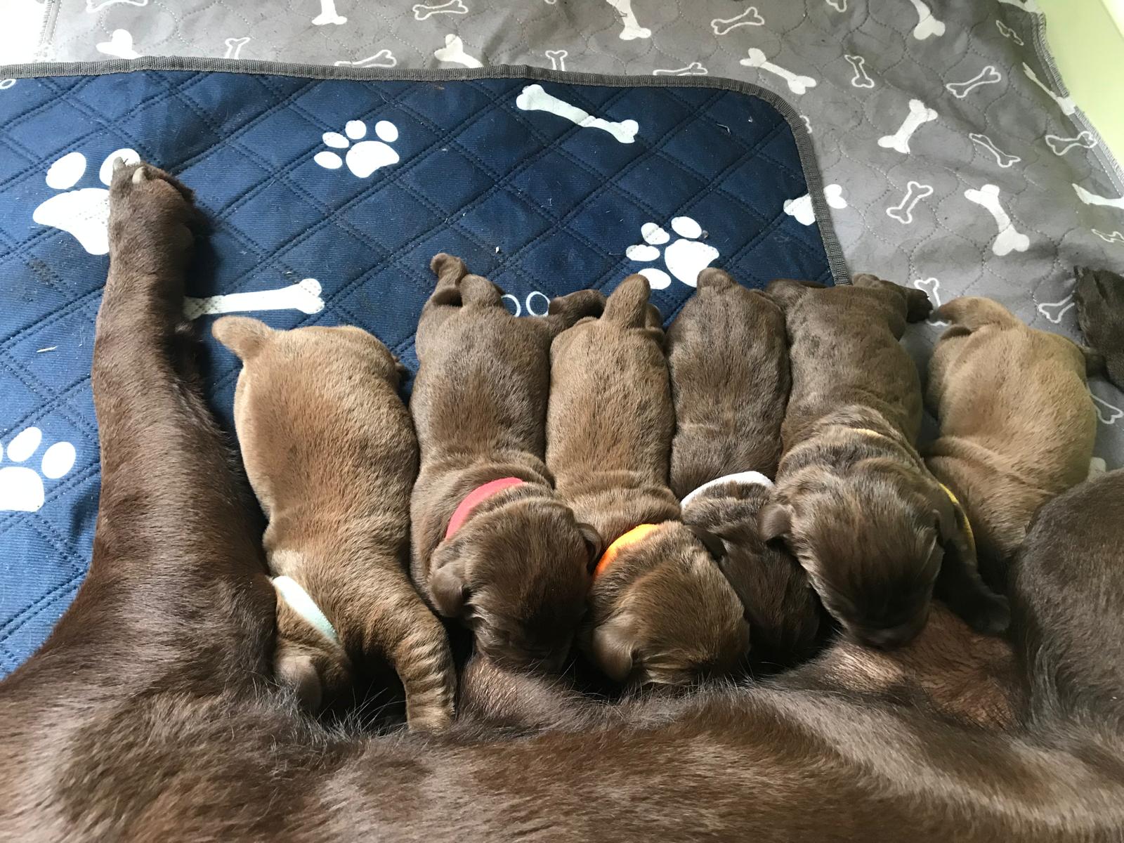 Her litter