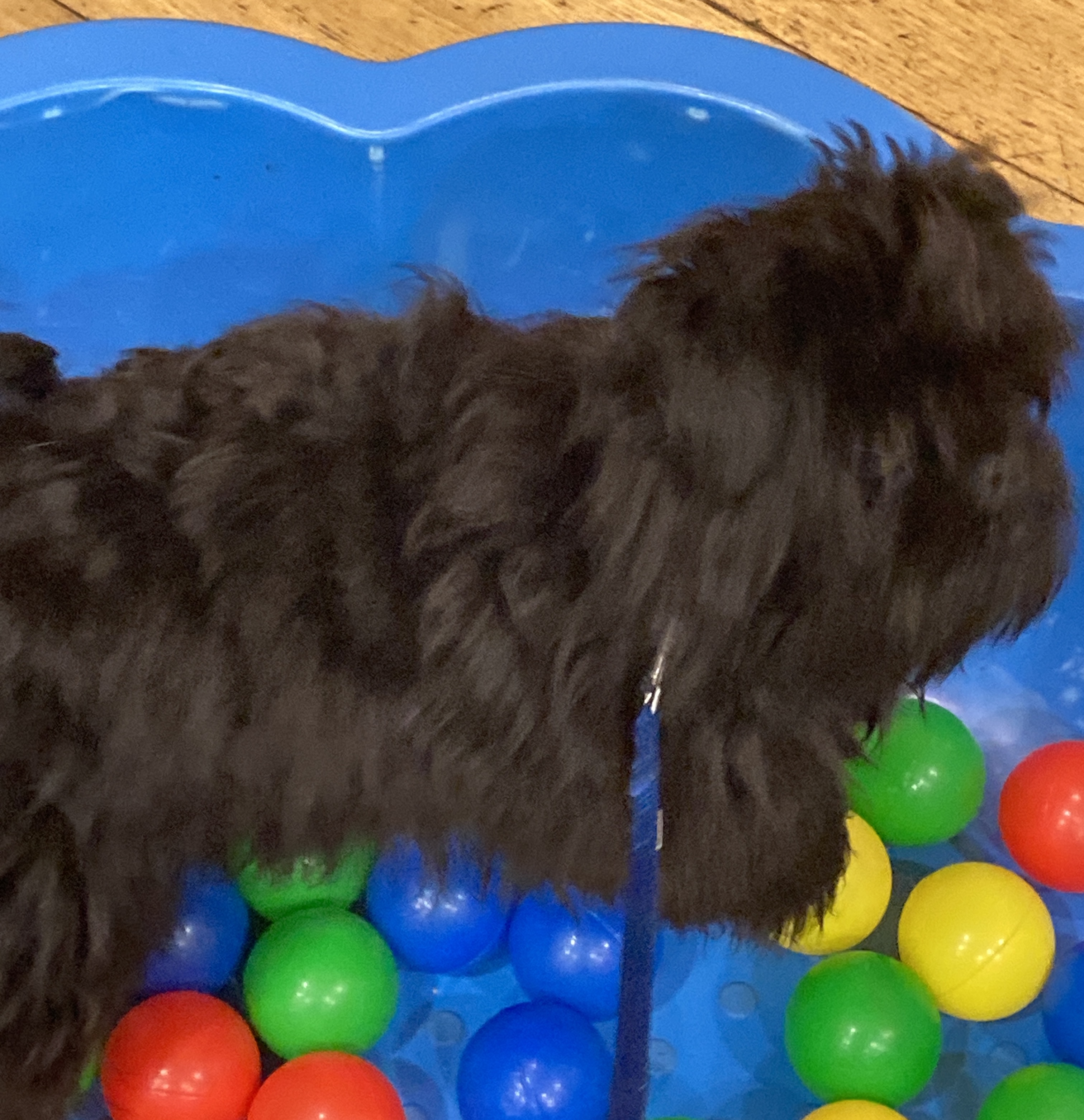 Ball pit at Puppy Class