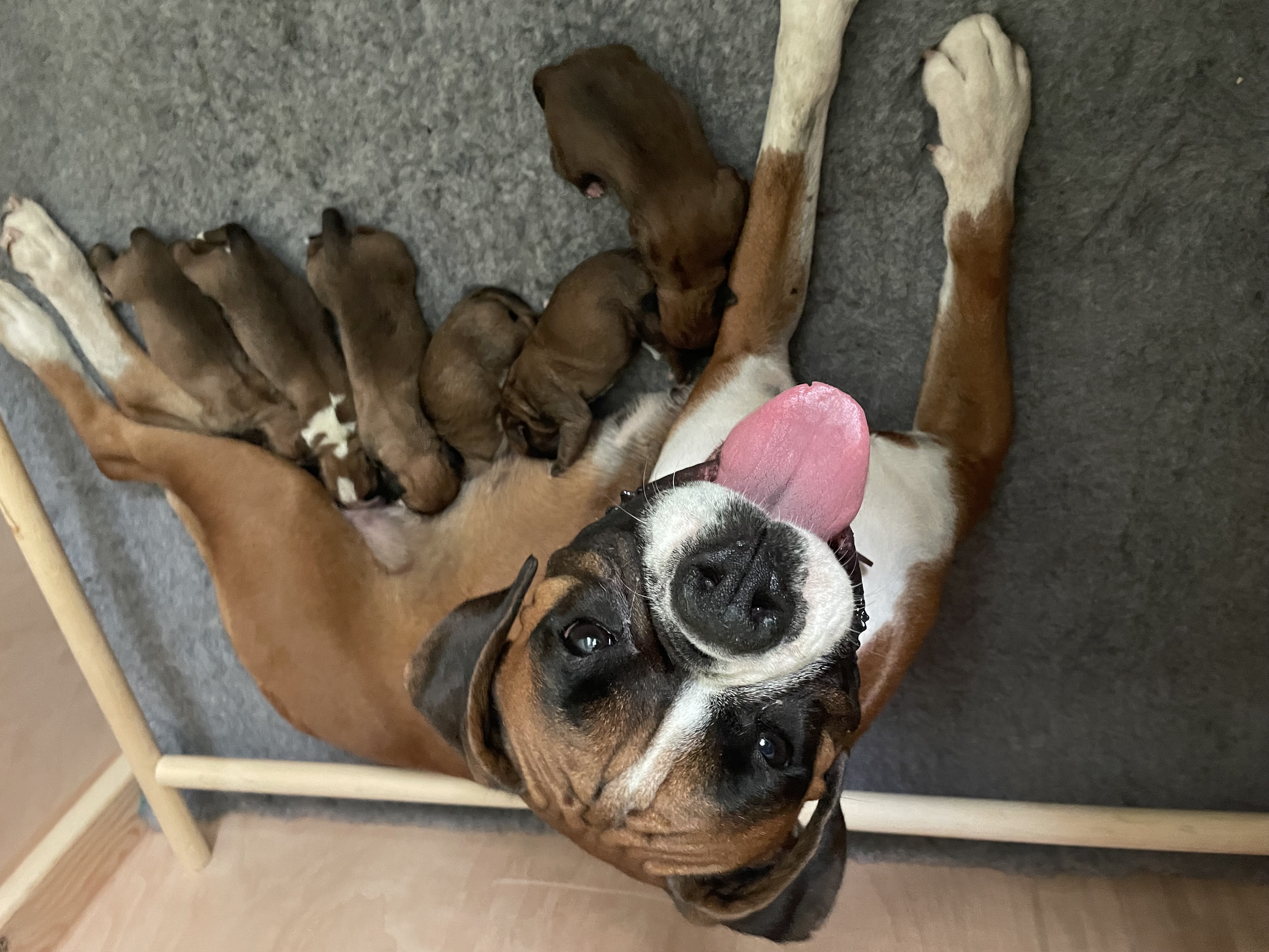 Mum with her pups