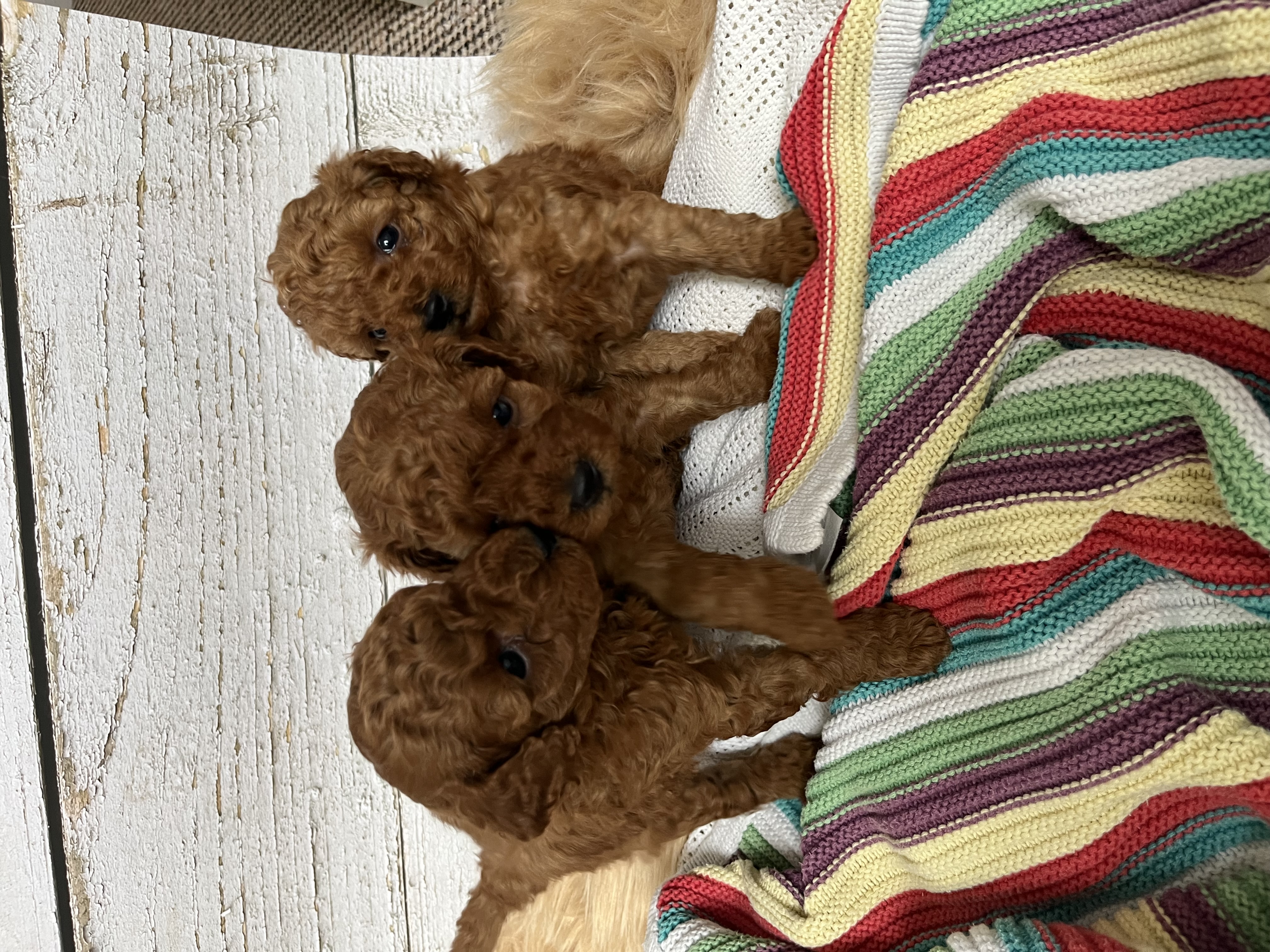 Three beautiful red toy poodle boys 