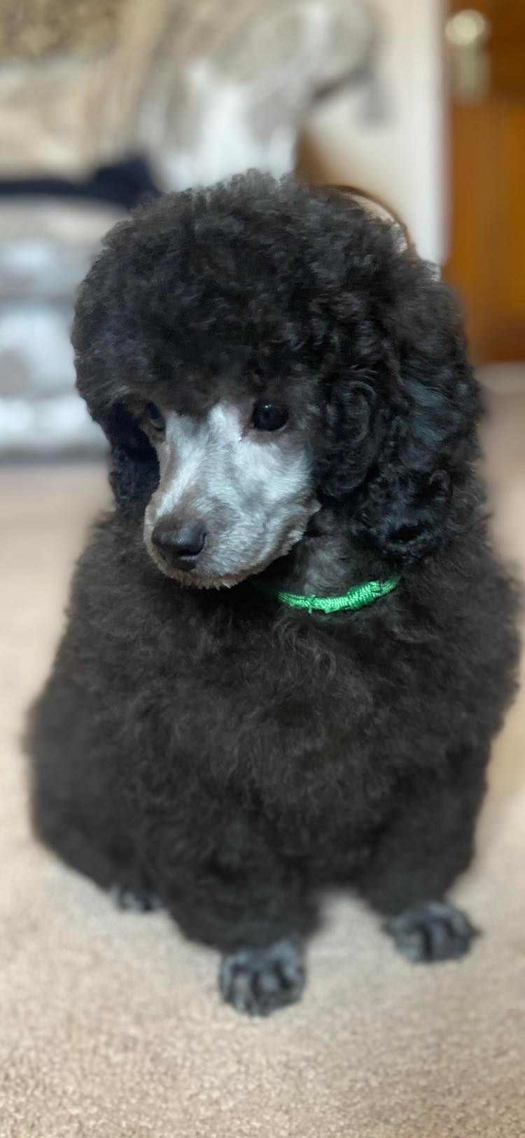Silver Miniature Poodle Girl 2