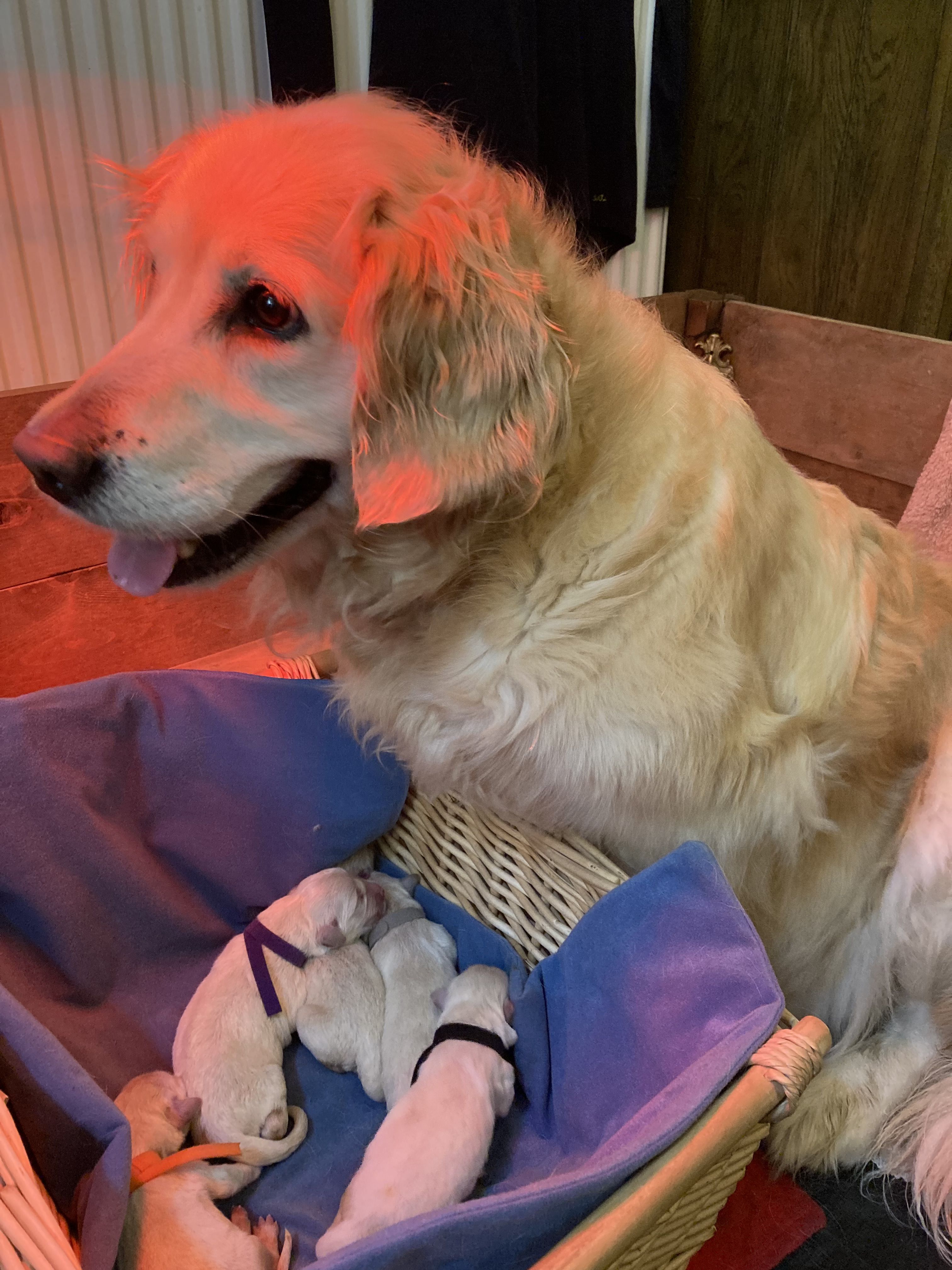 Freya and newborn puppies