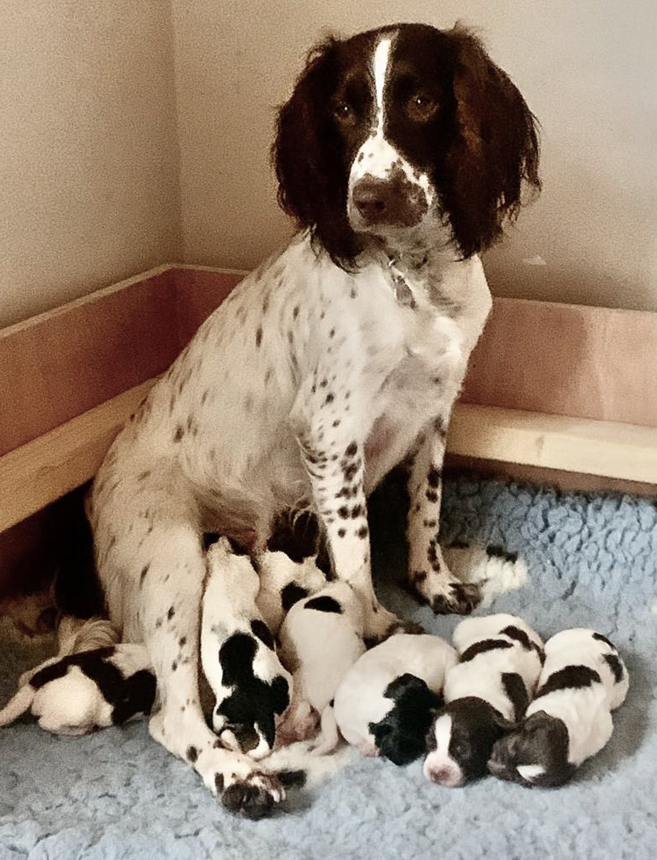 Mum and newborn pups