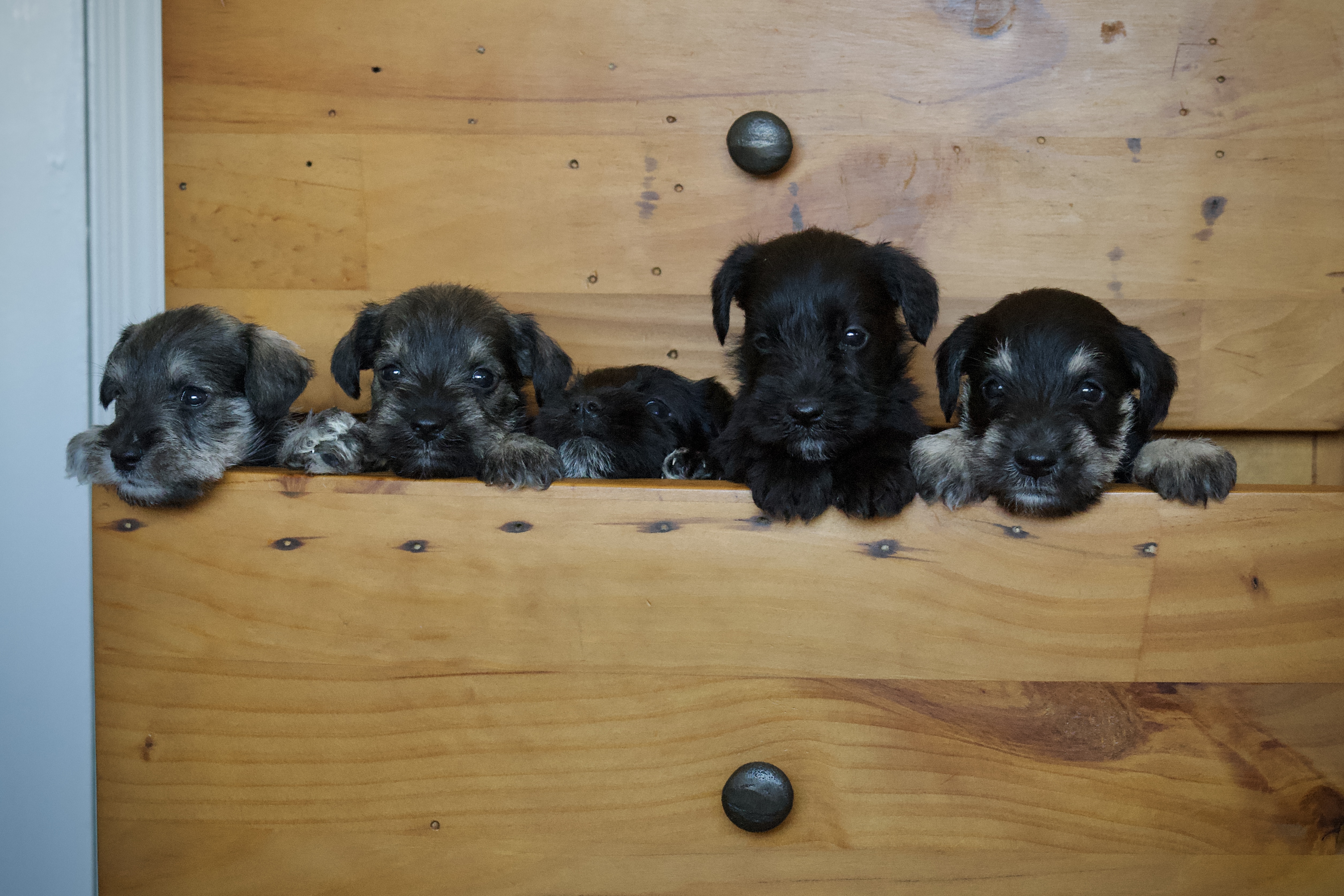 Miniature Schnauzer Pups for Sale