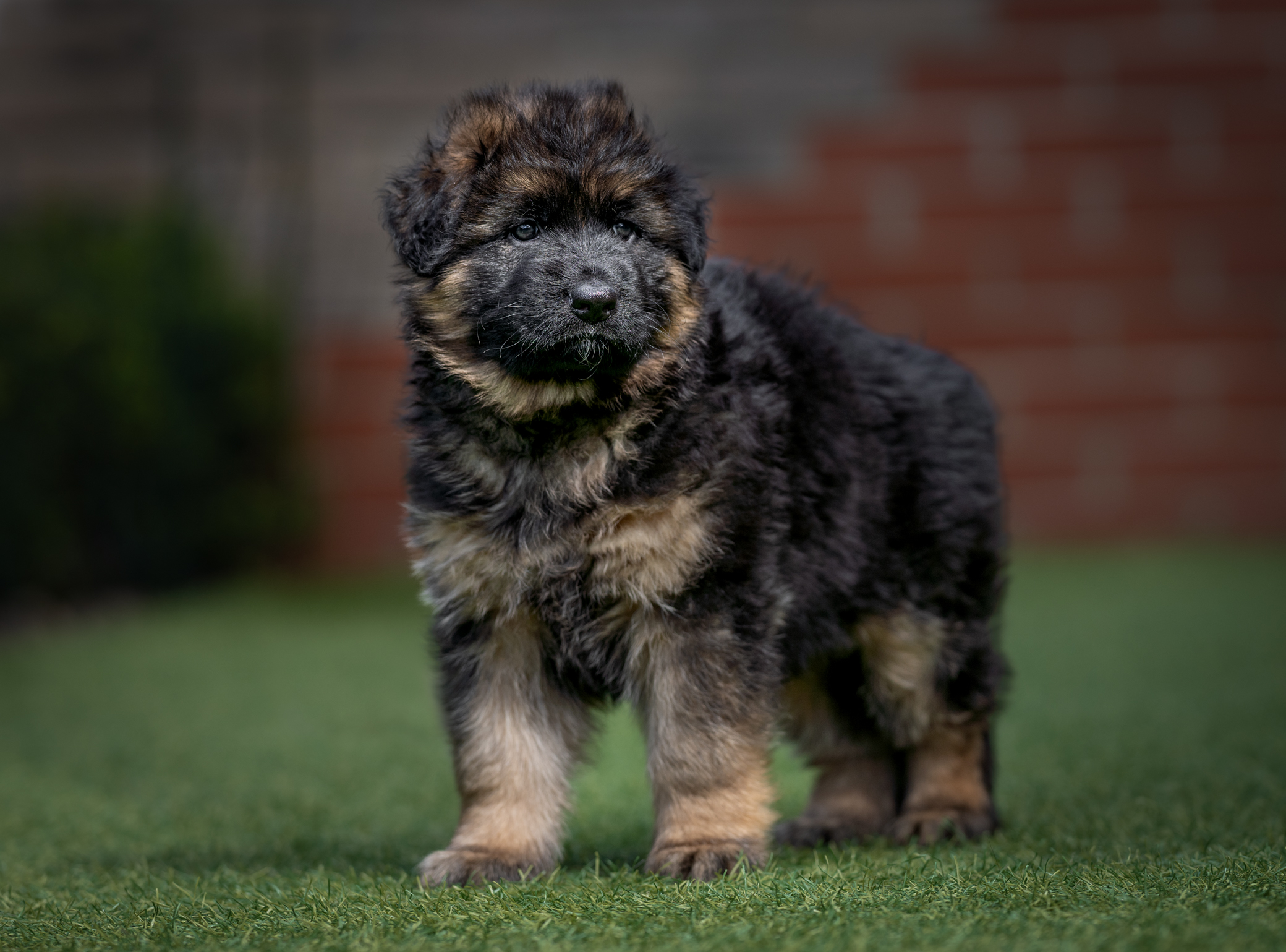 Puppy from previous litter