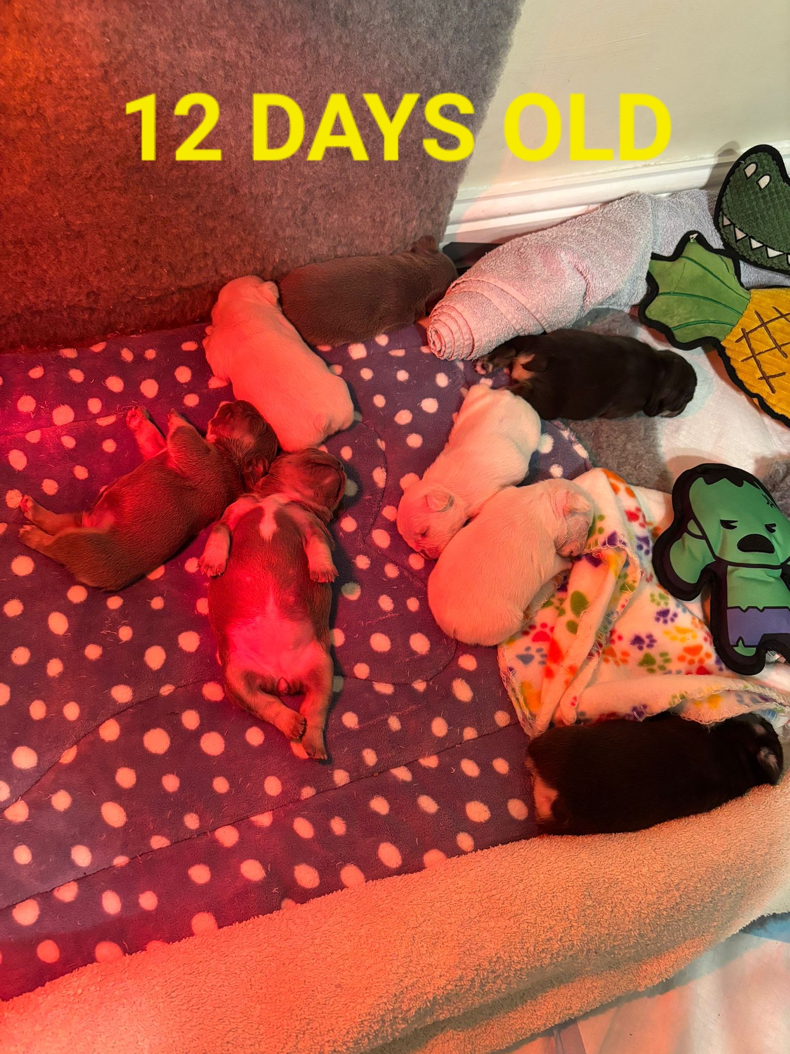 12 days old