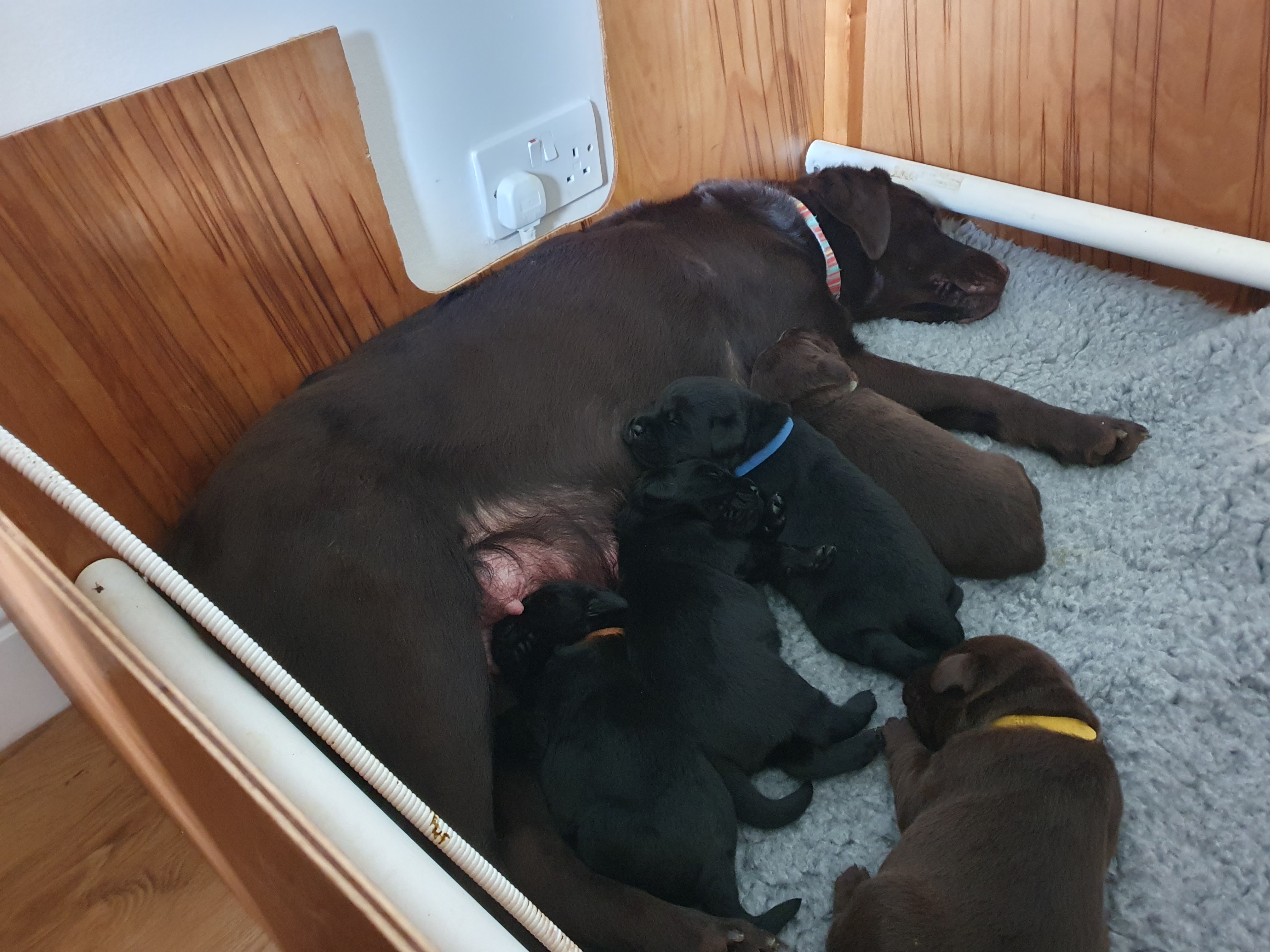 Puppies with mum