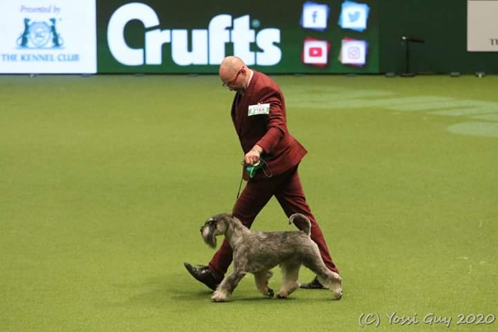 Crufts Best of Breed 2019  Top Dog and Top Breeder 