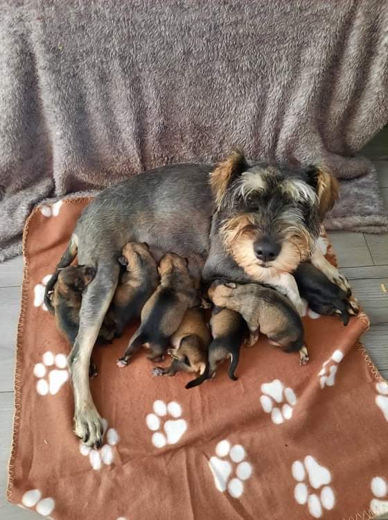 Pups with mum