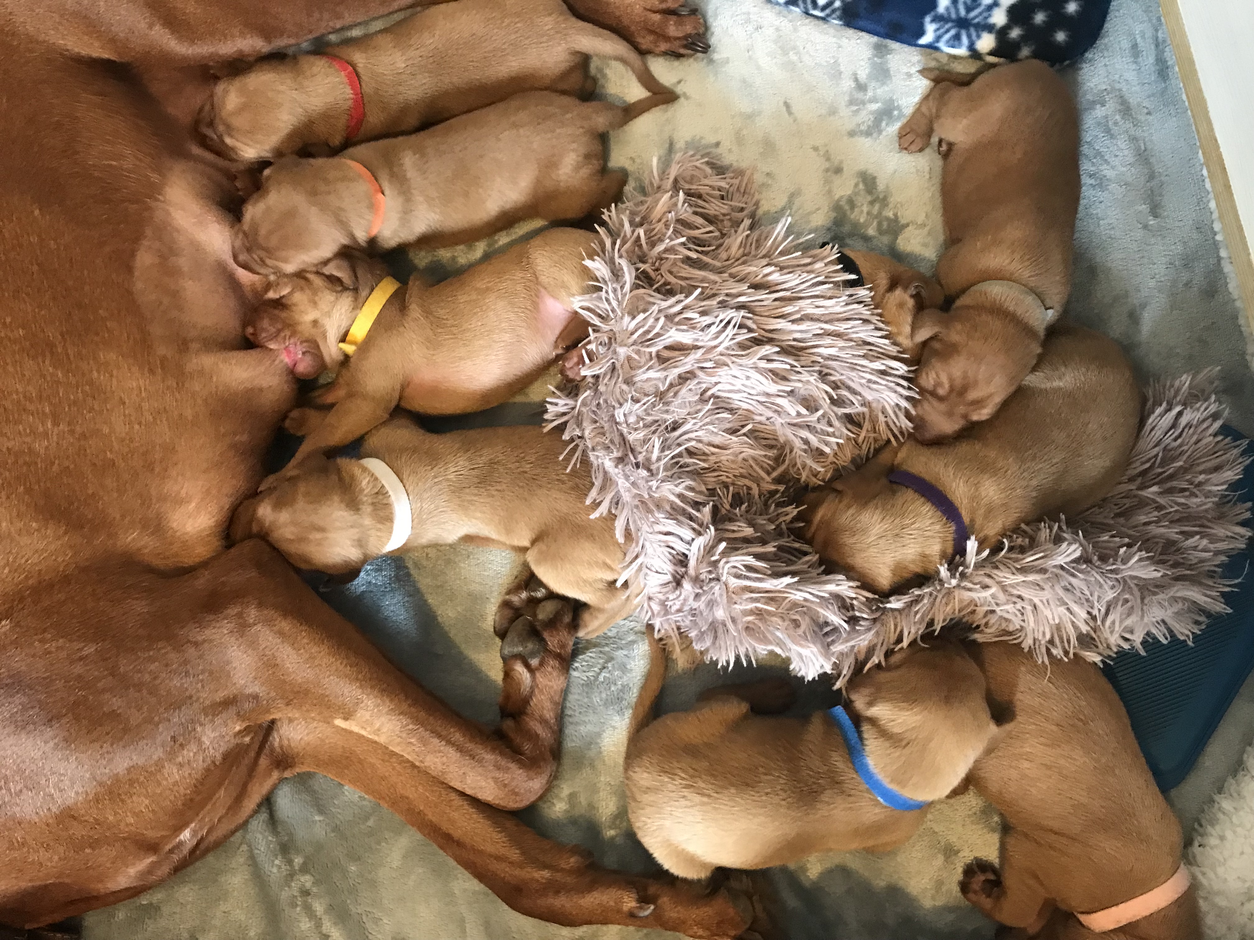 Saabi (Geltwood Bellini) & her final litter in CHESTER