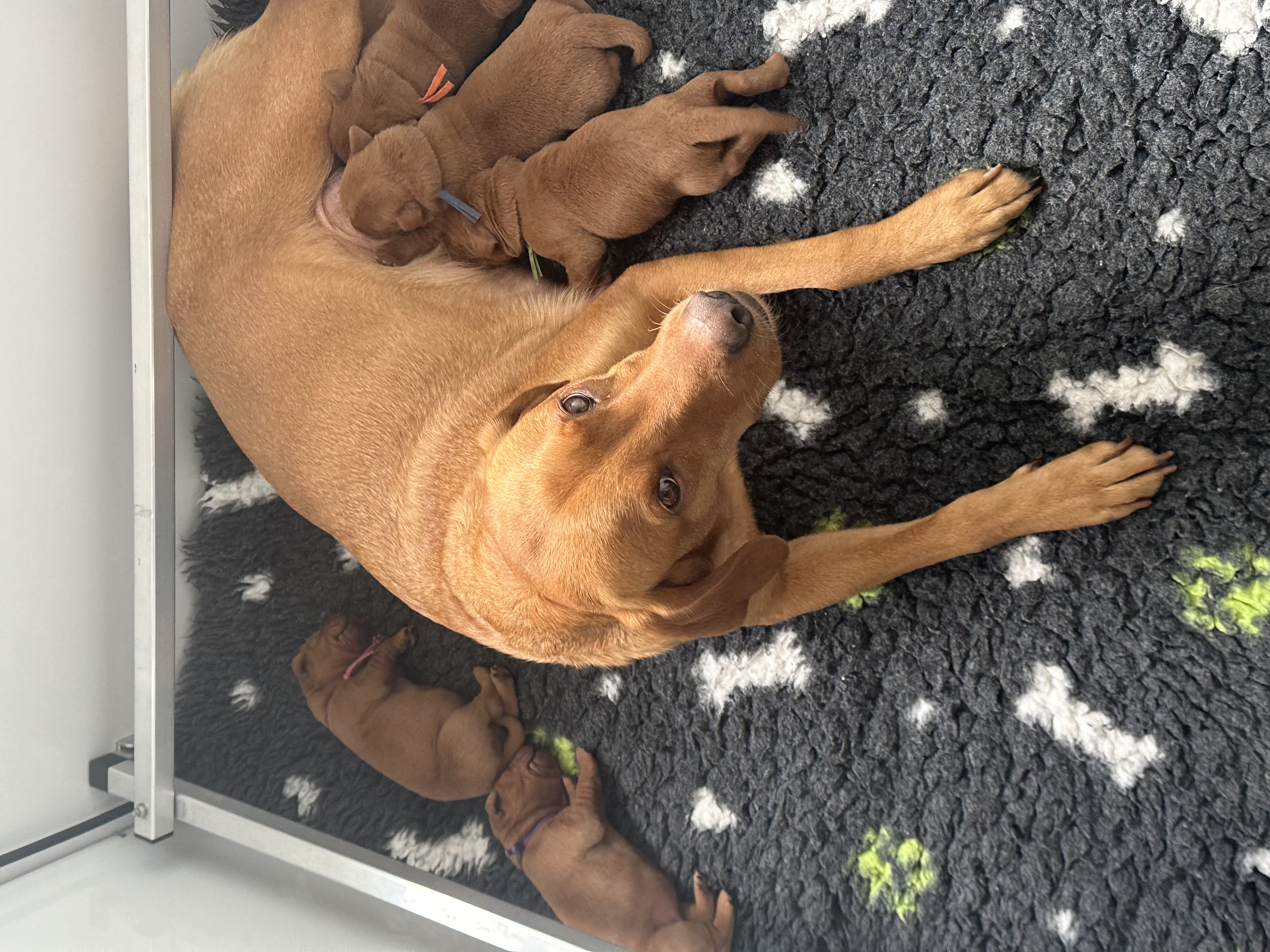 Poppy with her puppies