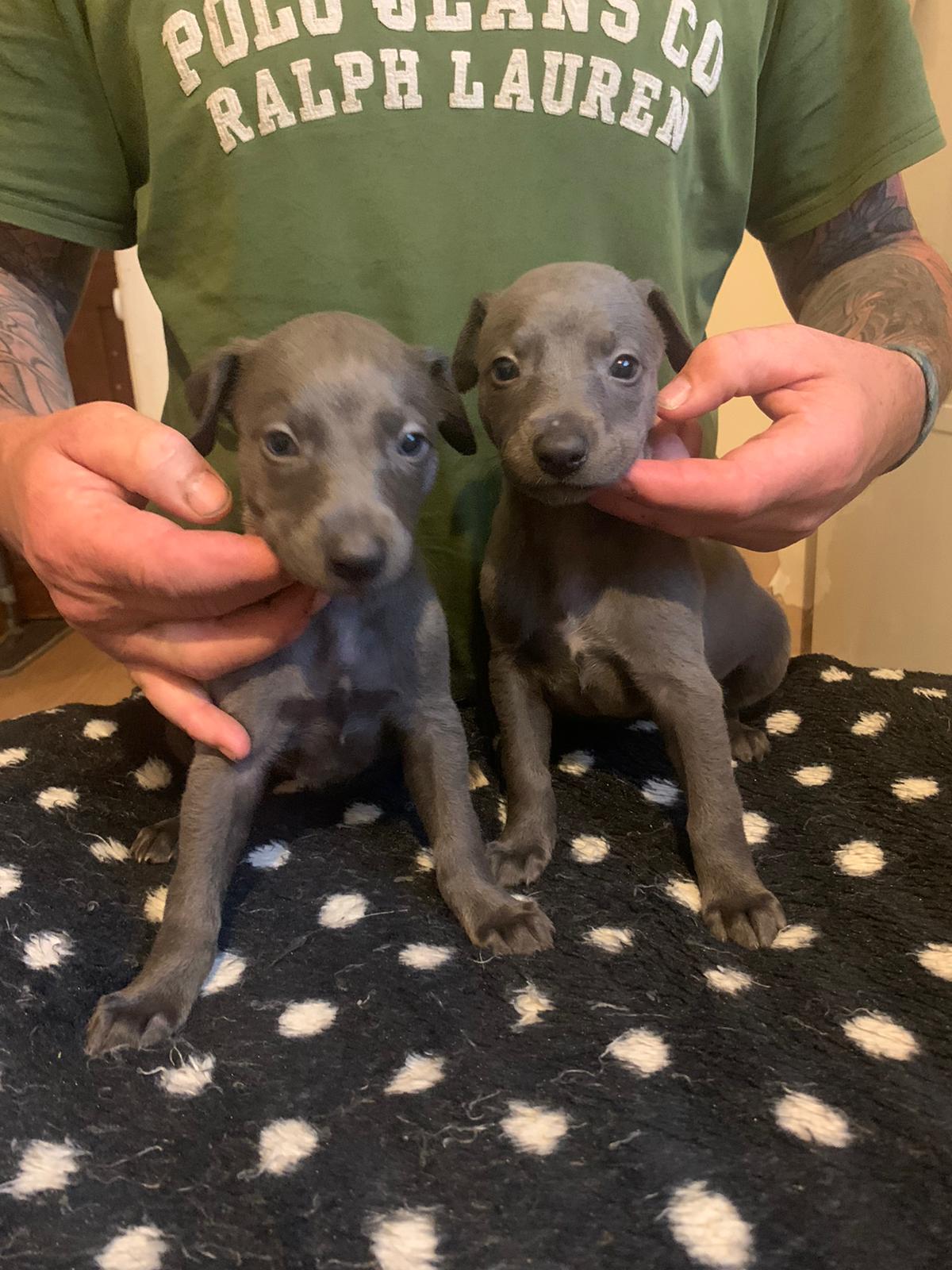 Blue bitch pups 