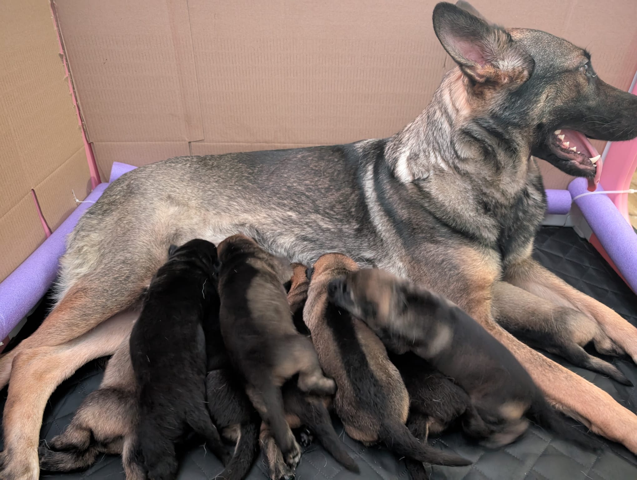 Mum and puppies