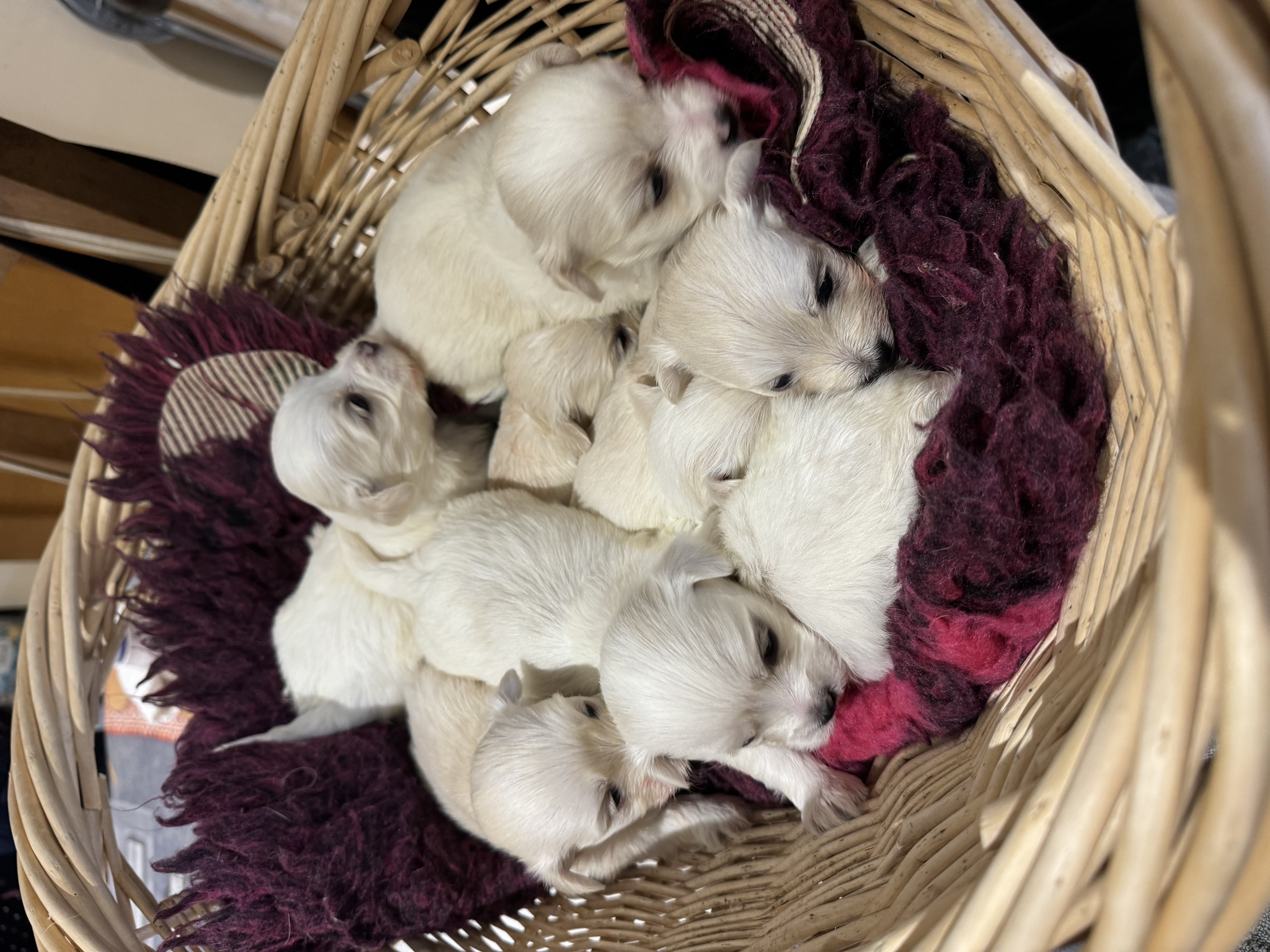 Basket of Puppies