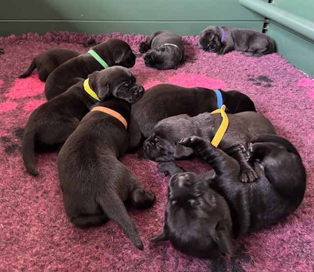 Litter of 9 beautiful puppies
