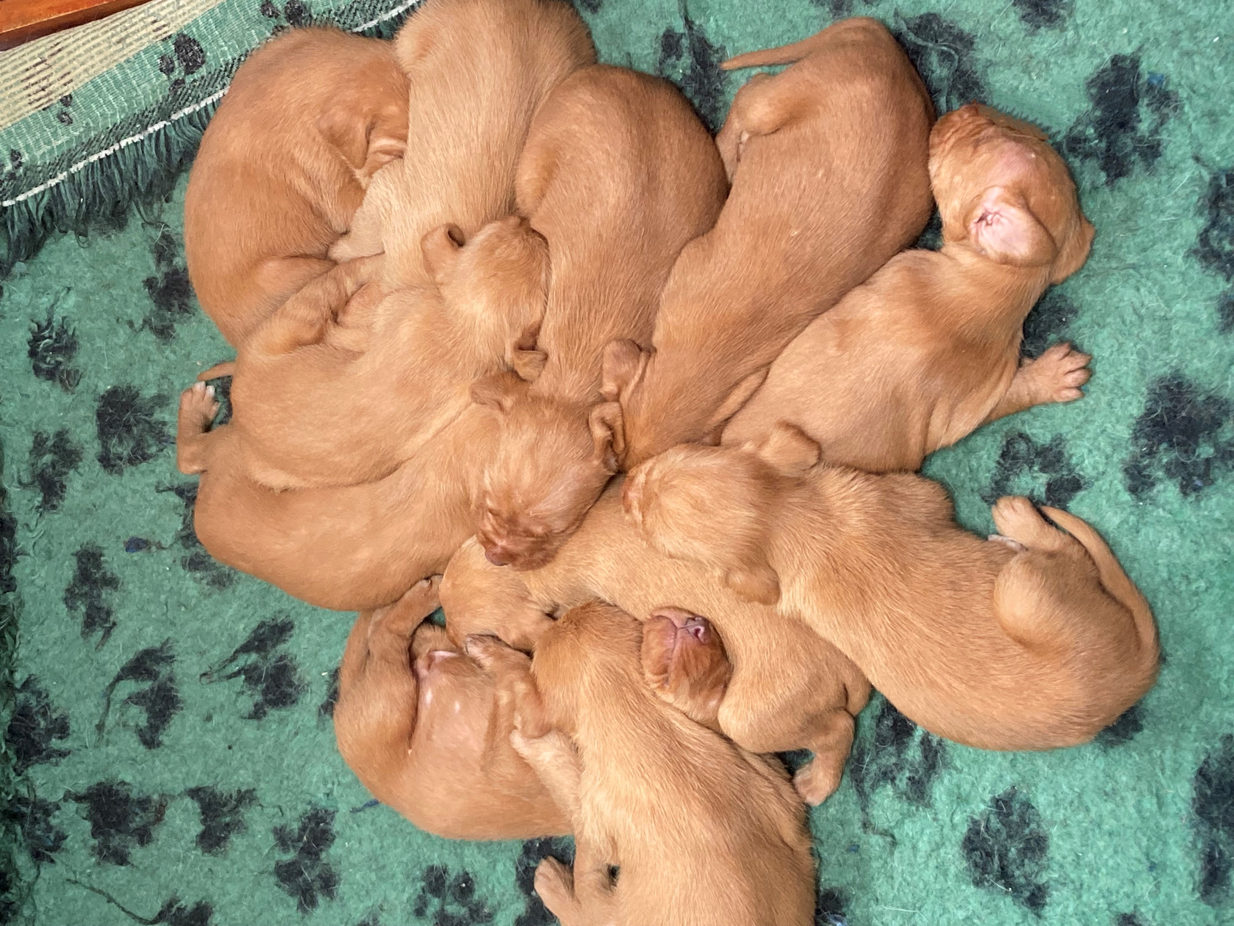 Contented pile of puppies