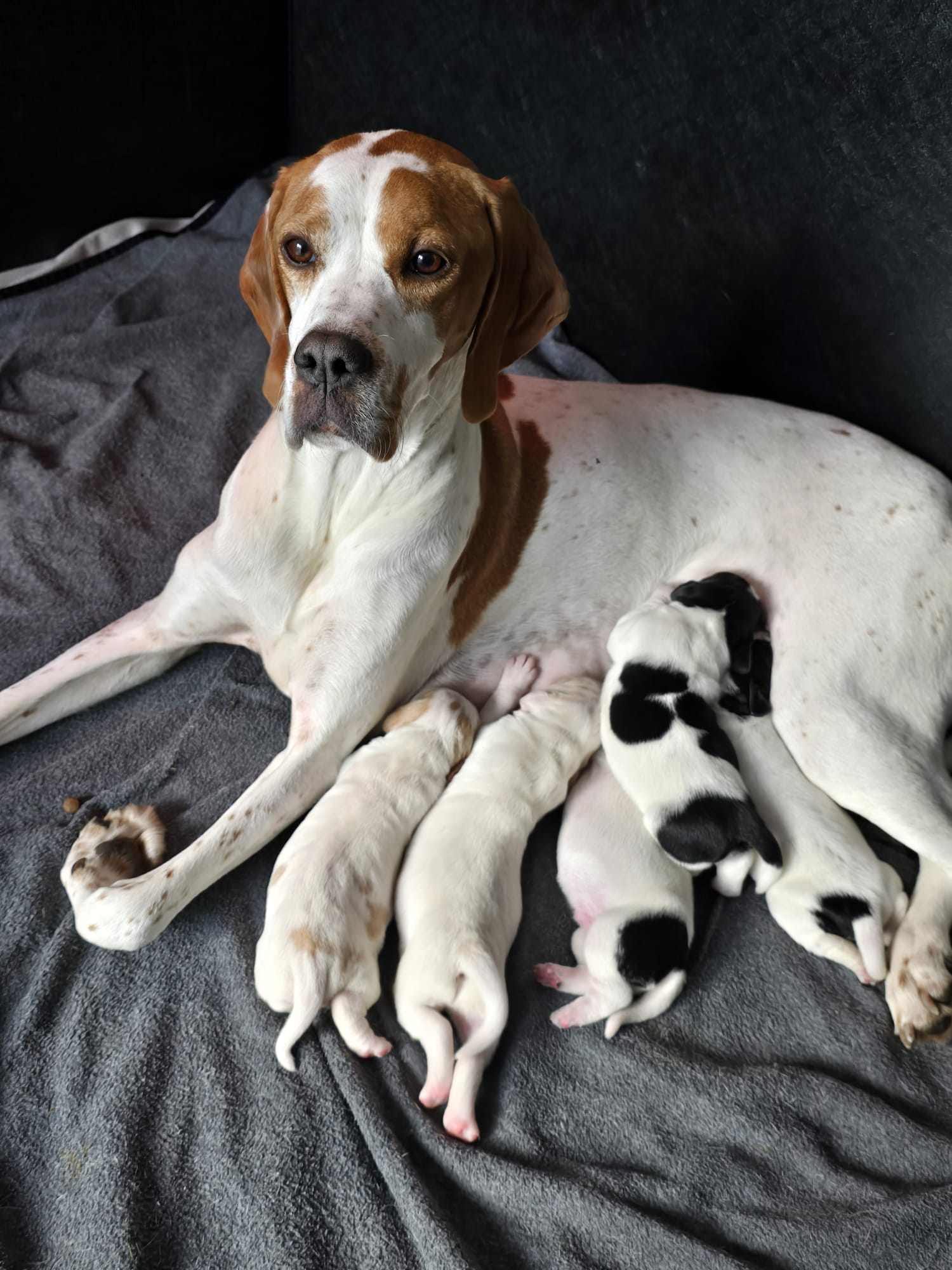 Darcy with her pups