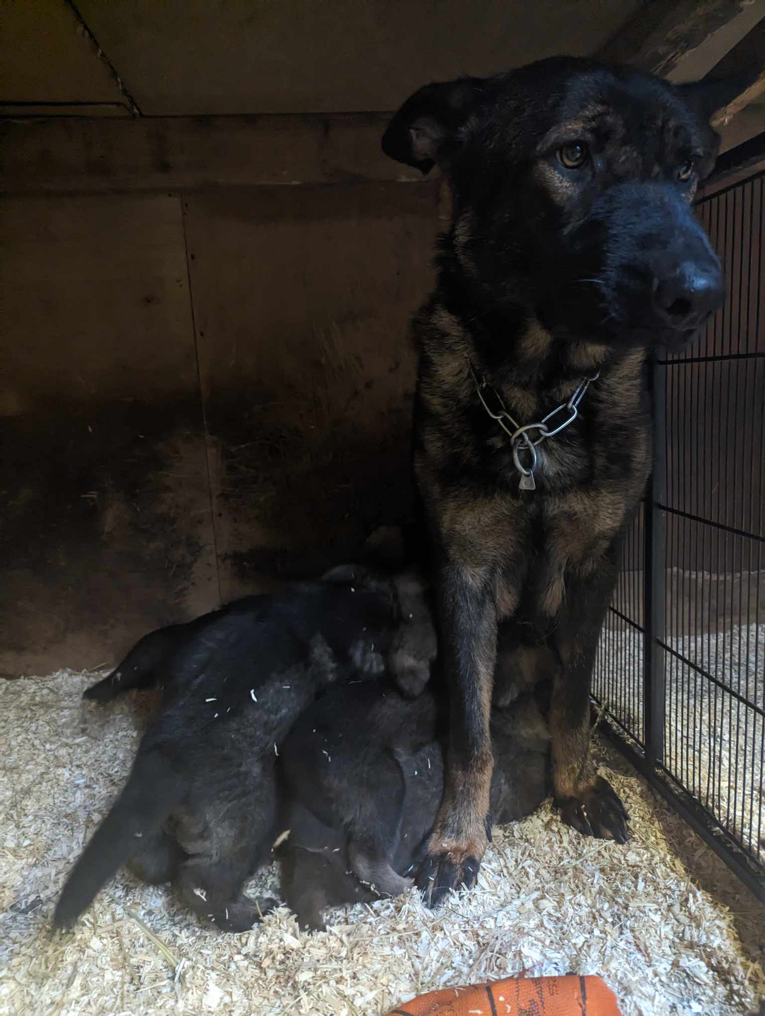 Mum & pupps, Vom Geolupa kennel 