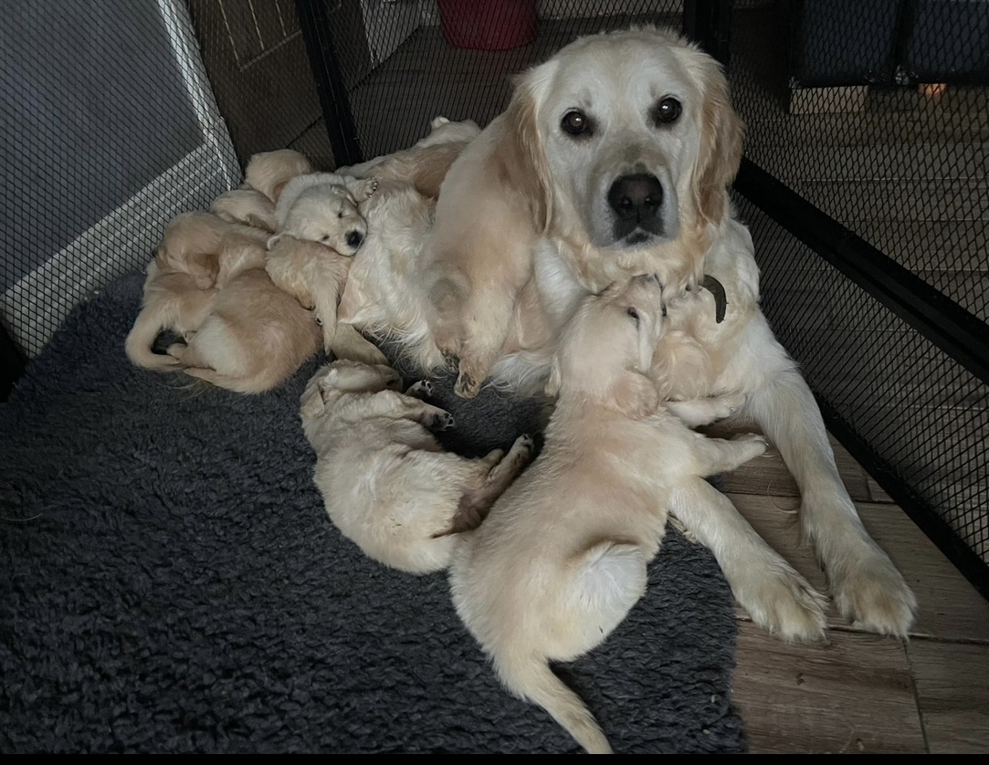 Mum and babies 