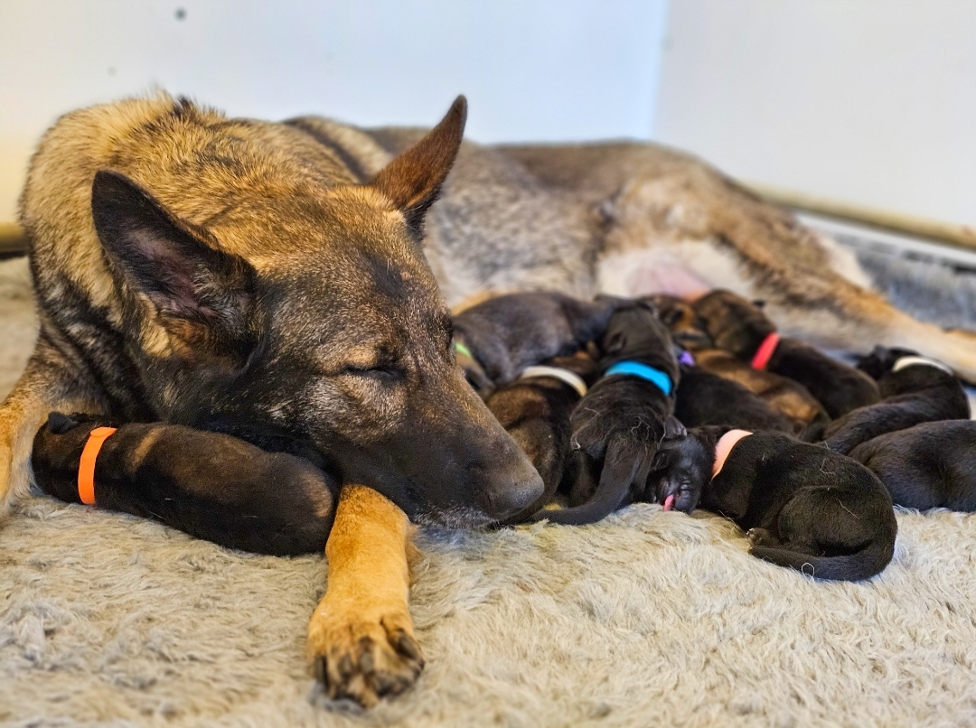 Mum and pups