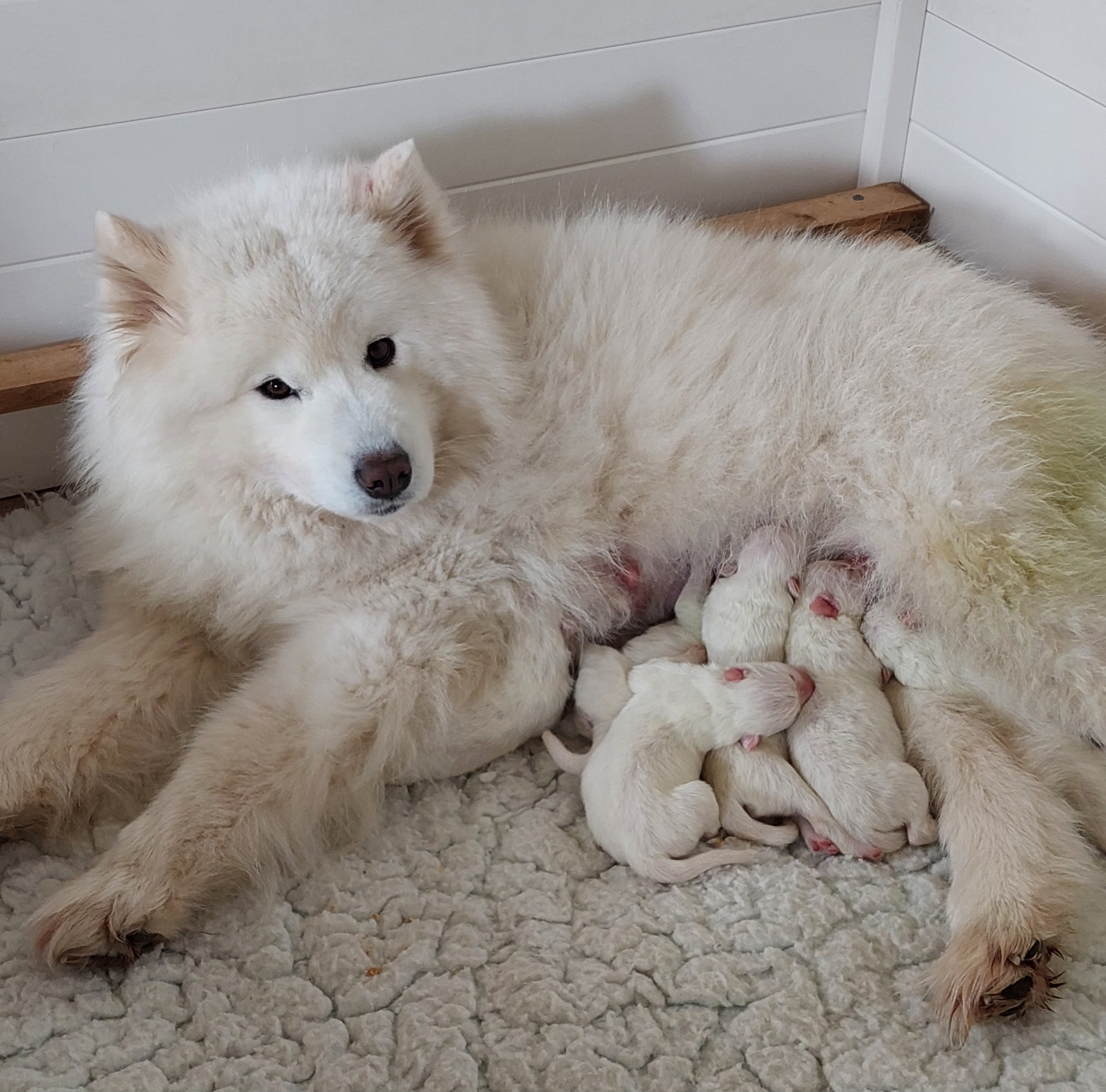 Gracie with her newborn pups