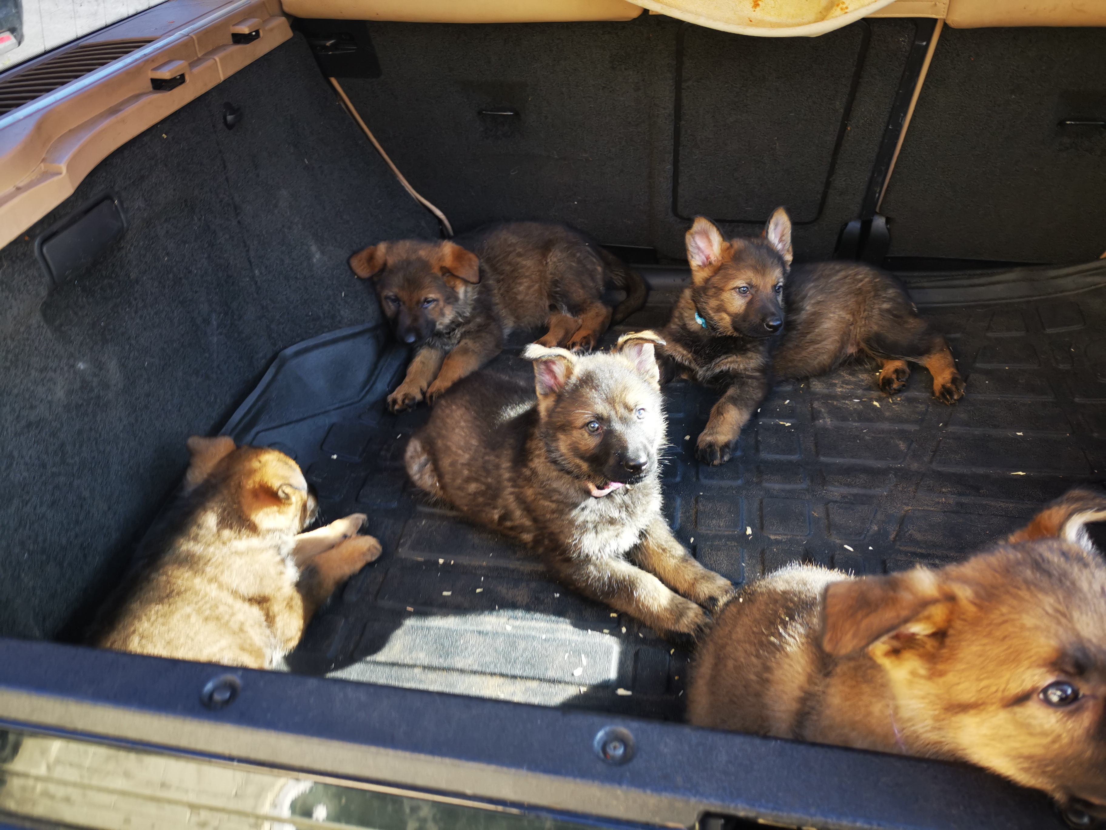 Puppies at Vets for 1st Vacc & chip