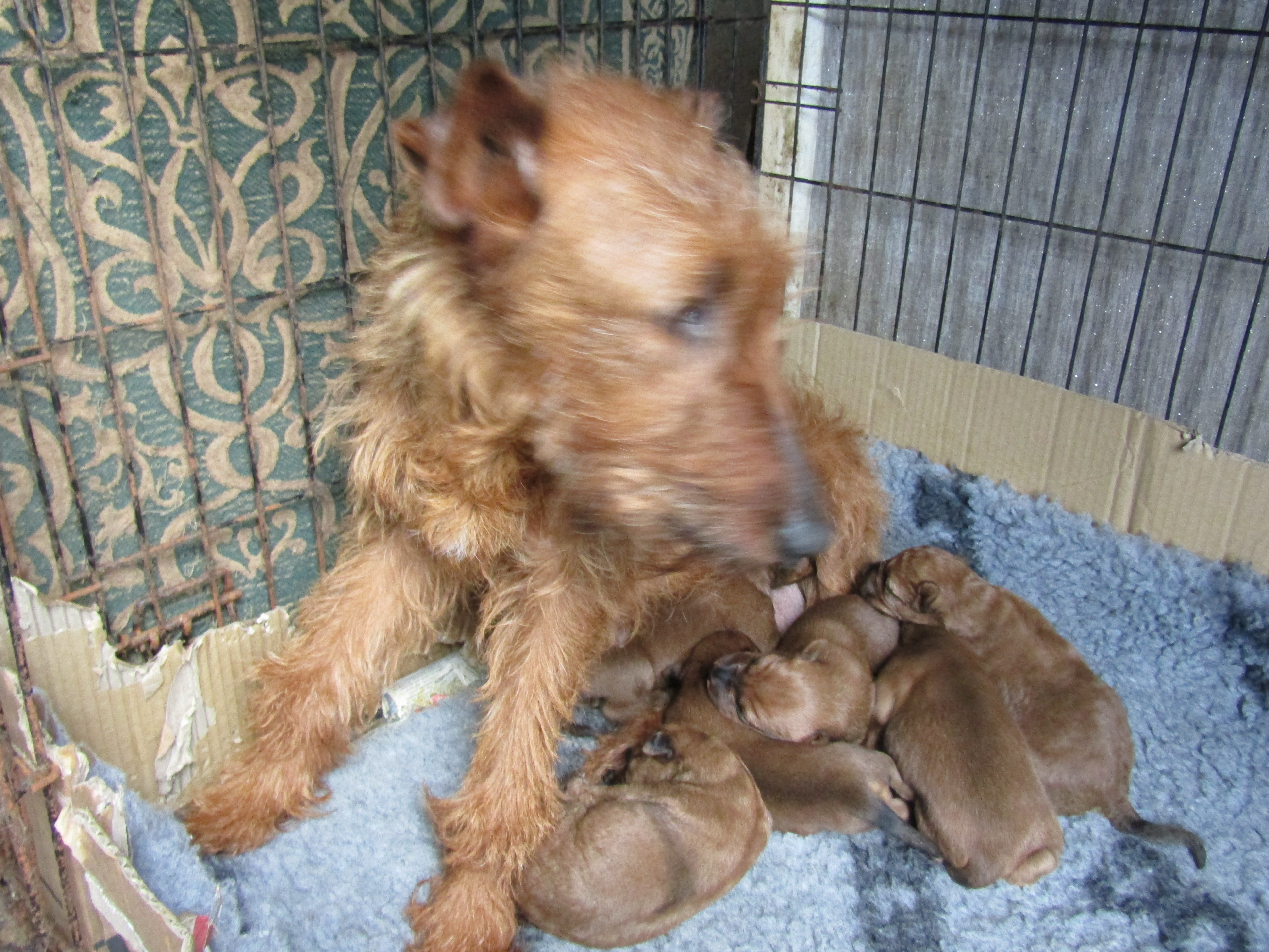 Mum with Pups at 1 day old