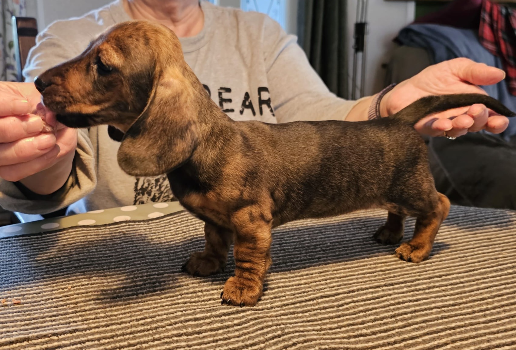 Red brindle bitch for sale 